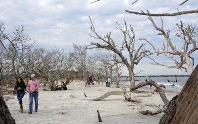 Driftwood Beach, Jekyll Island, Georgia, USA