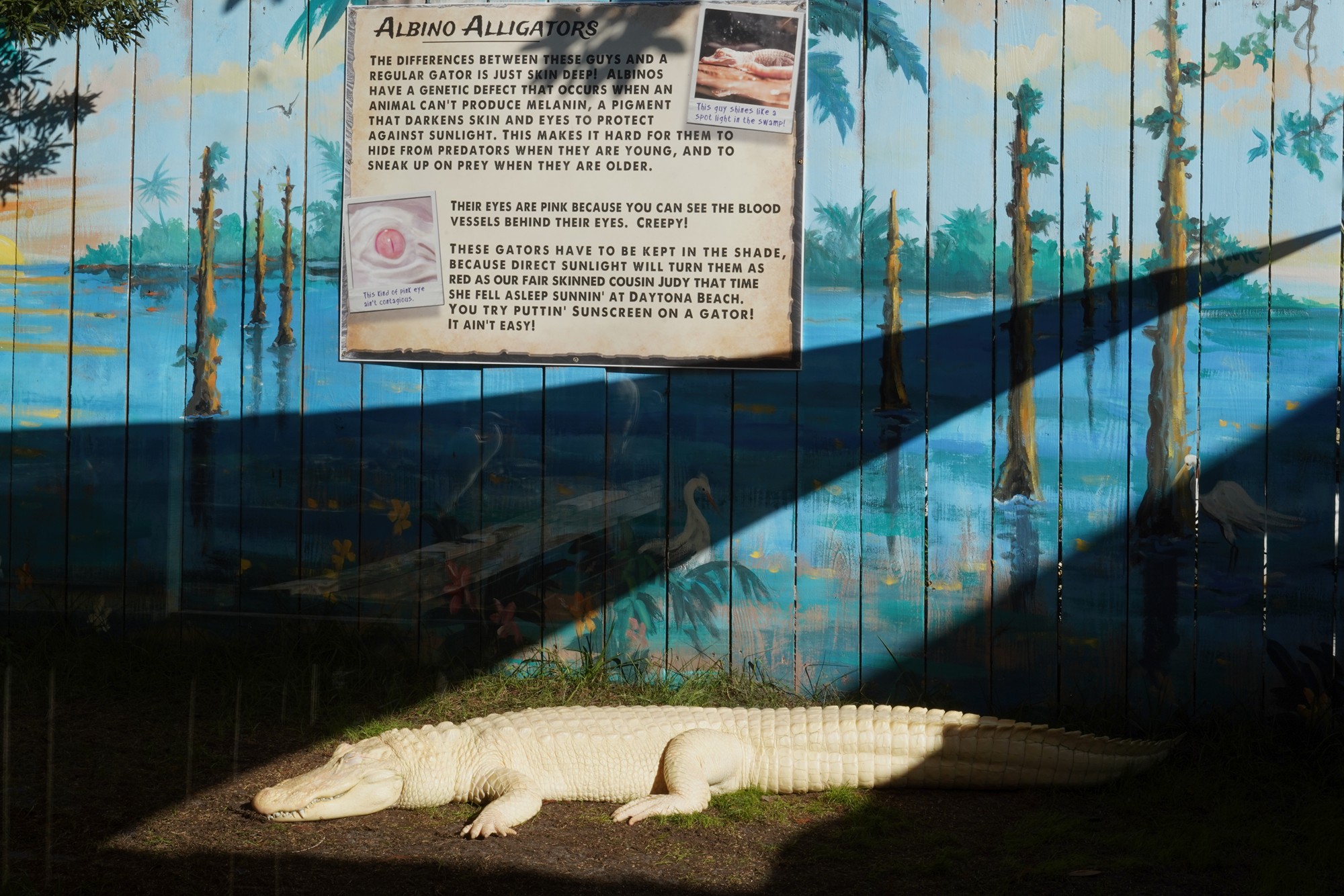 Gatorland (12)