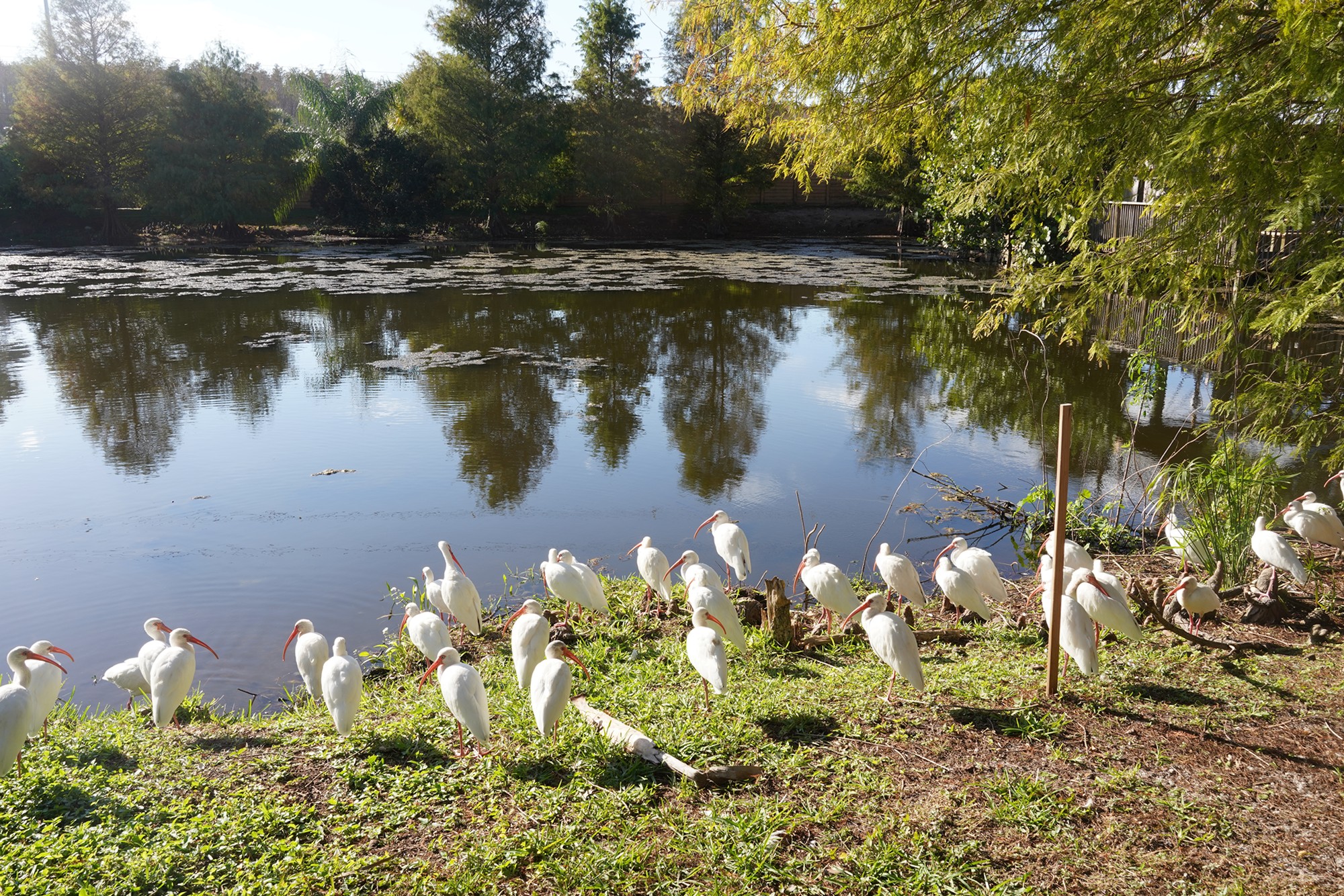 Gatorland (14)