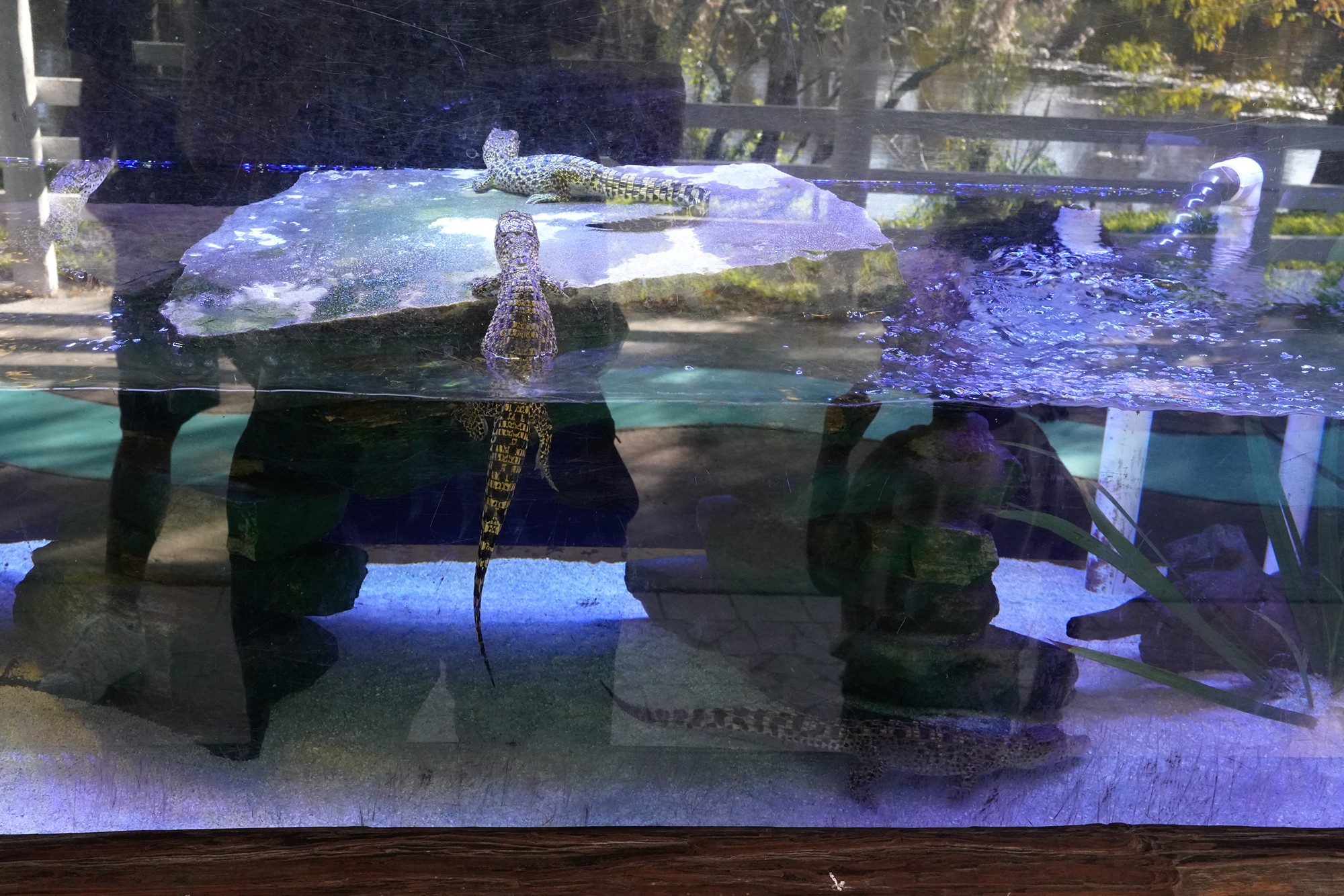 Gatorland (15)