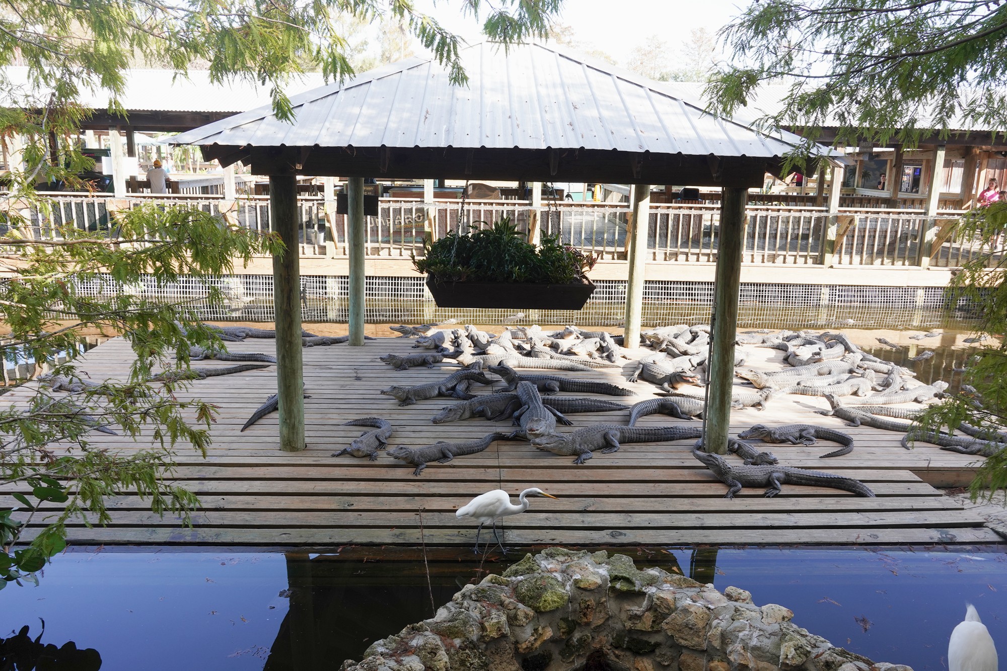Gatorland (2)