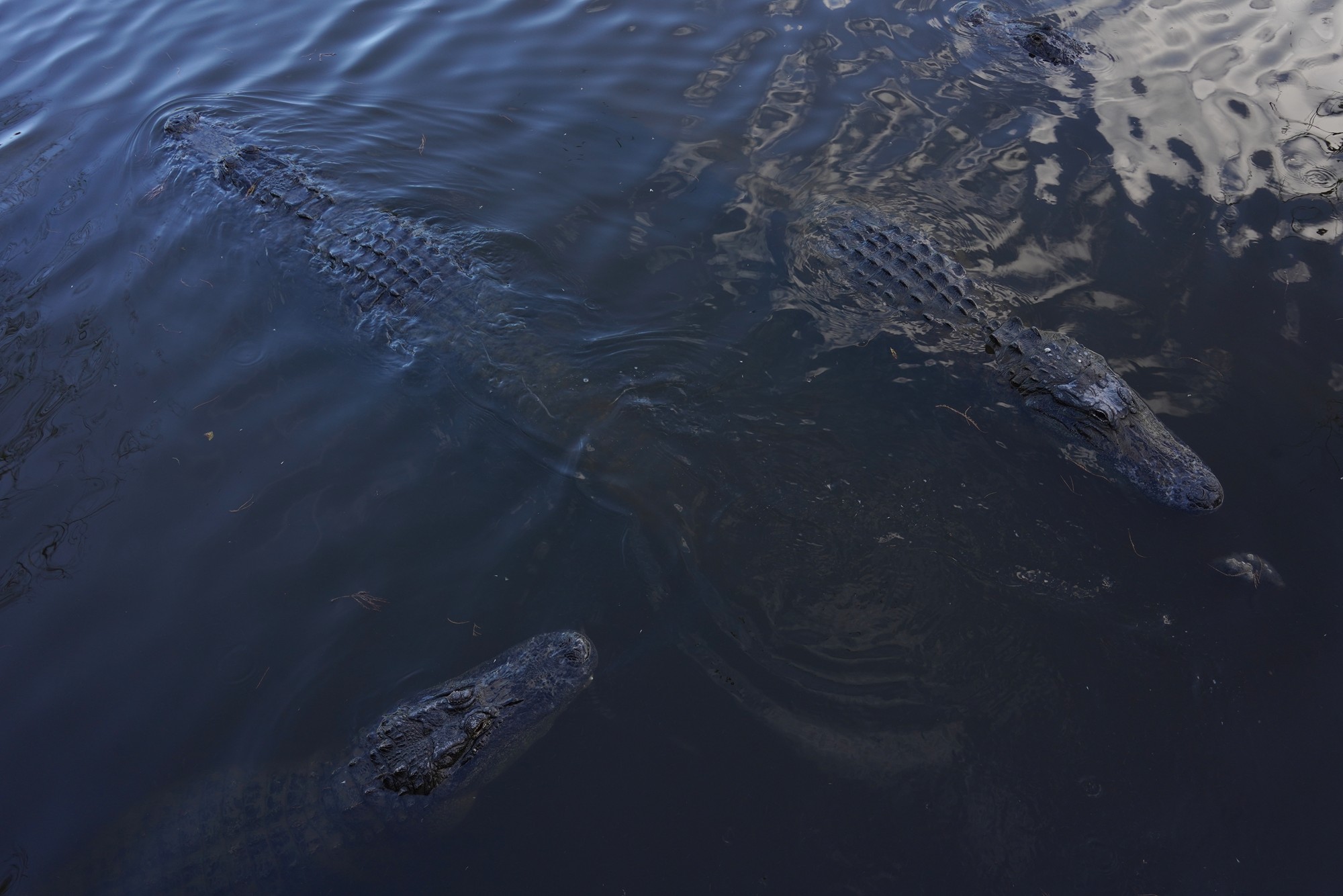 Gatorland (21)