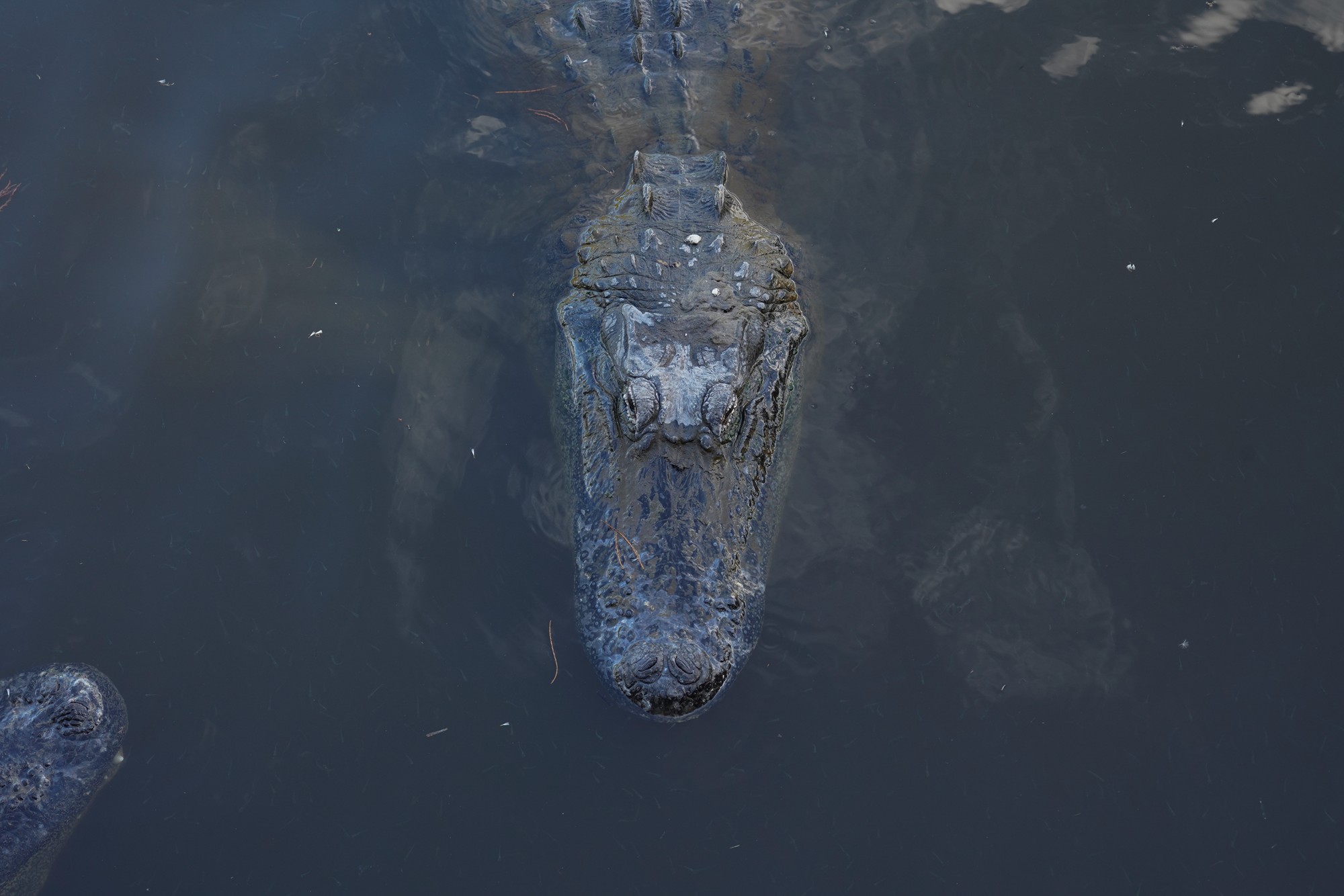 Gatorland (22)