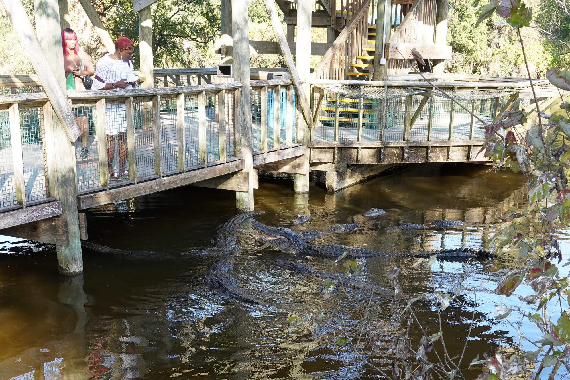 Gatorland (24)