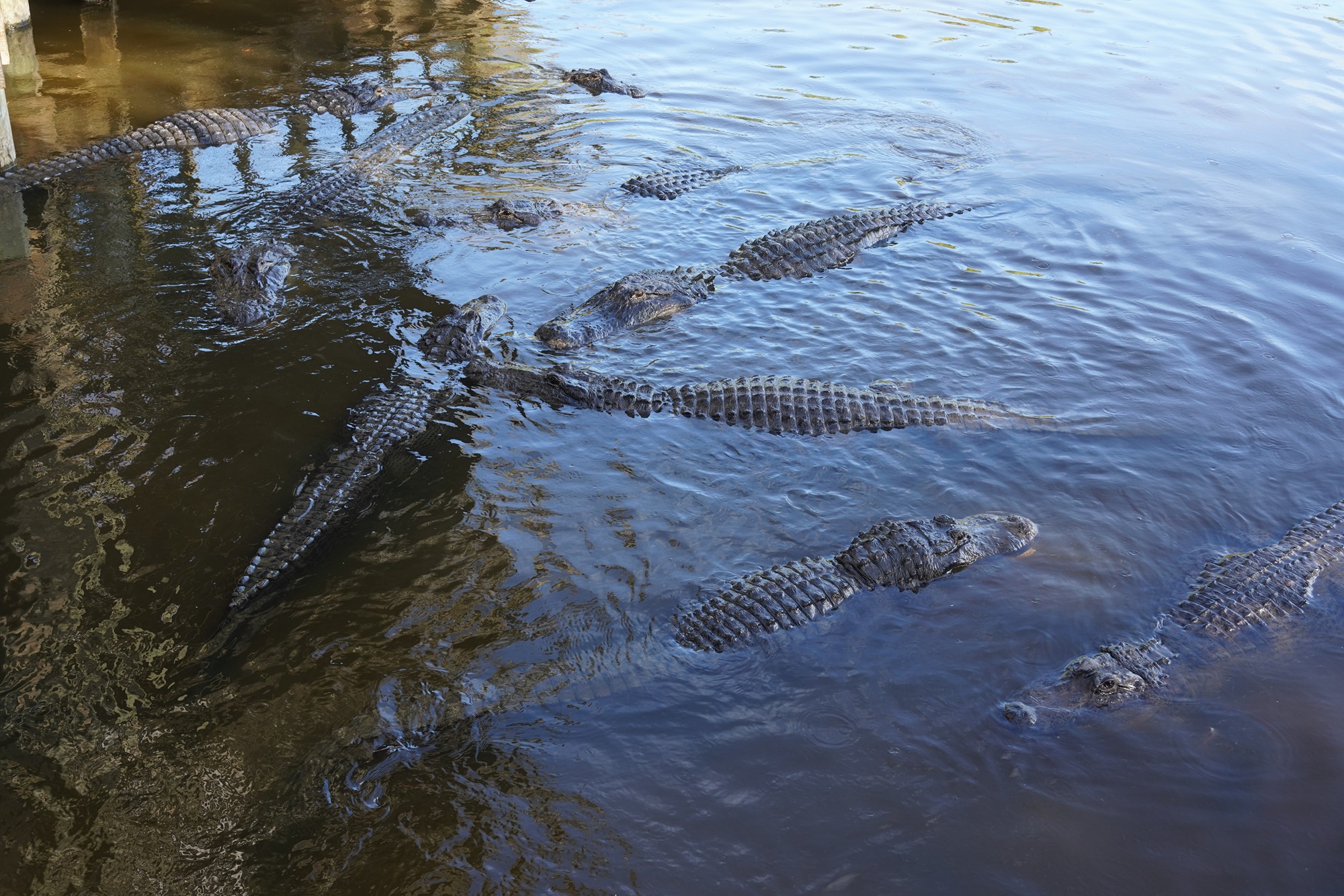 Gatorland (25)