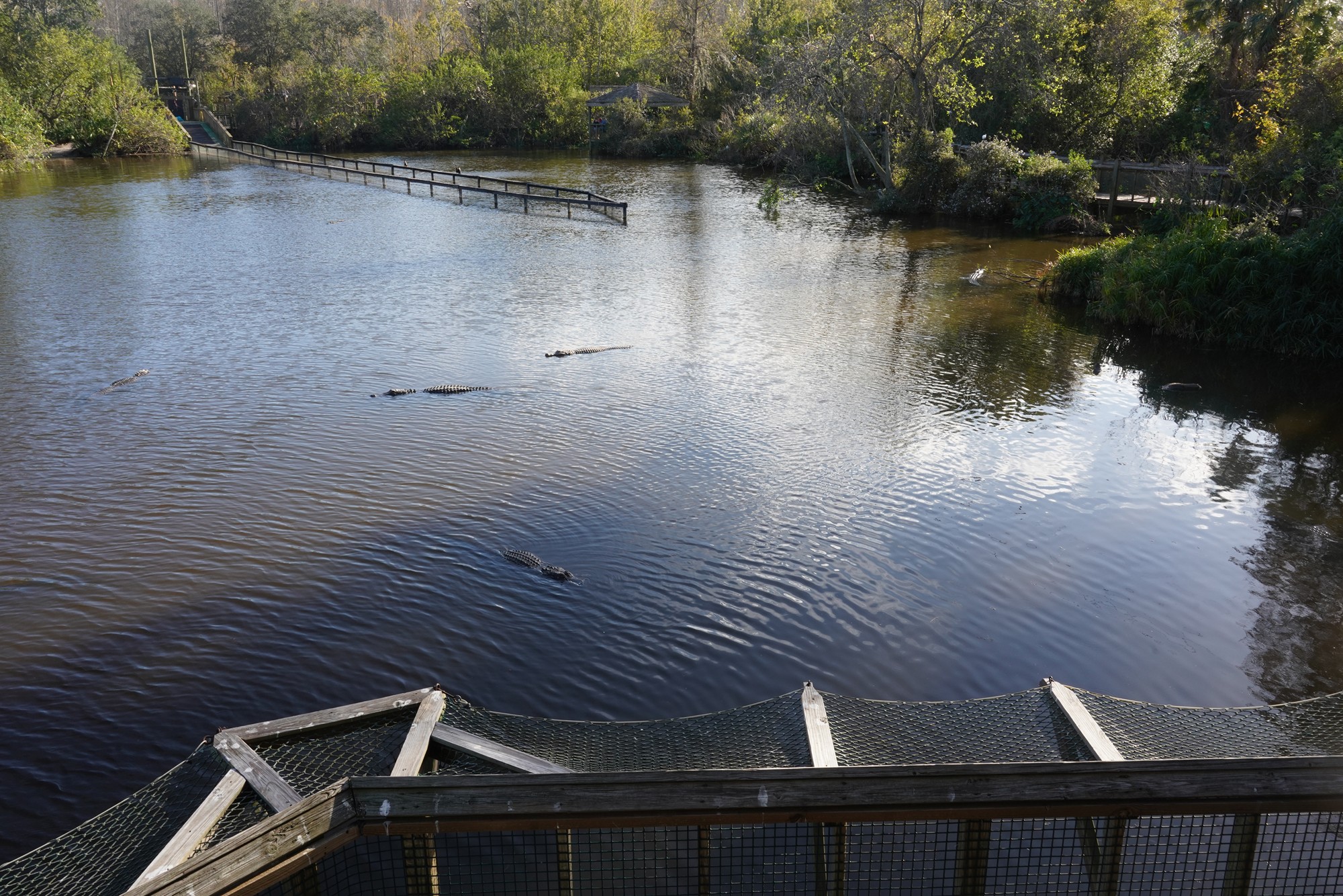 Gatorland (29)