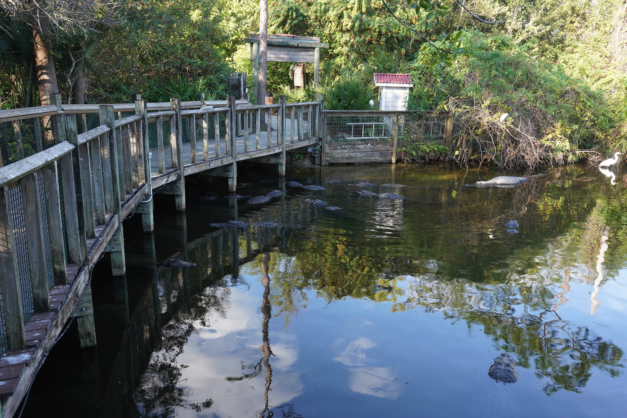 Gatorland (30)