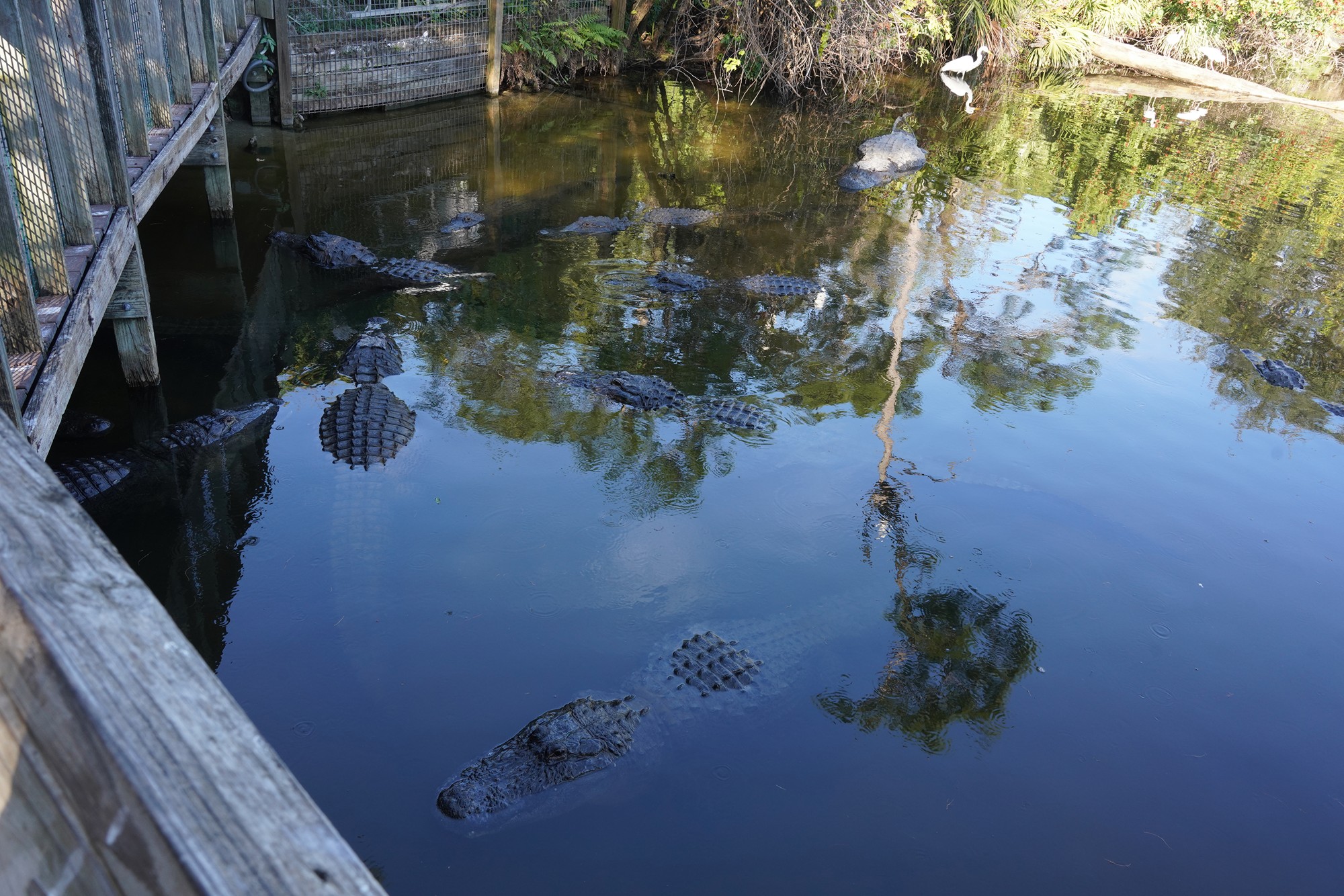 Gatorland (31)