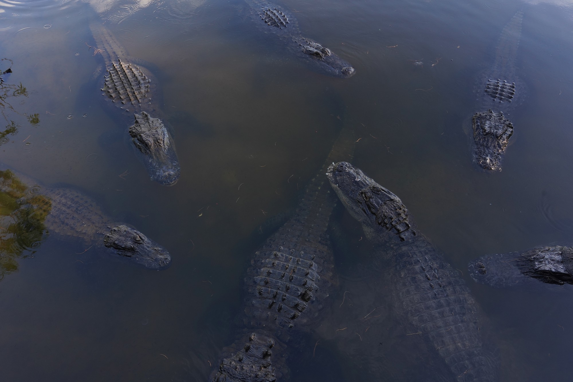 Gatorland (32)