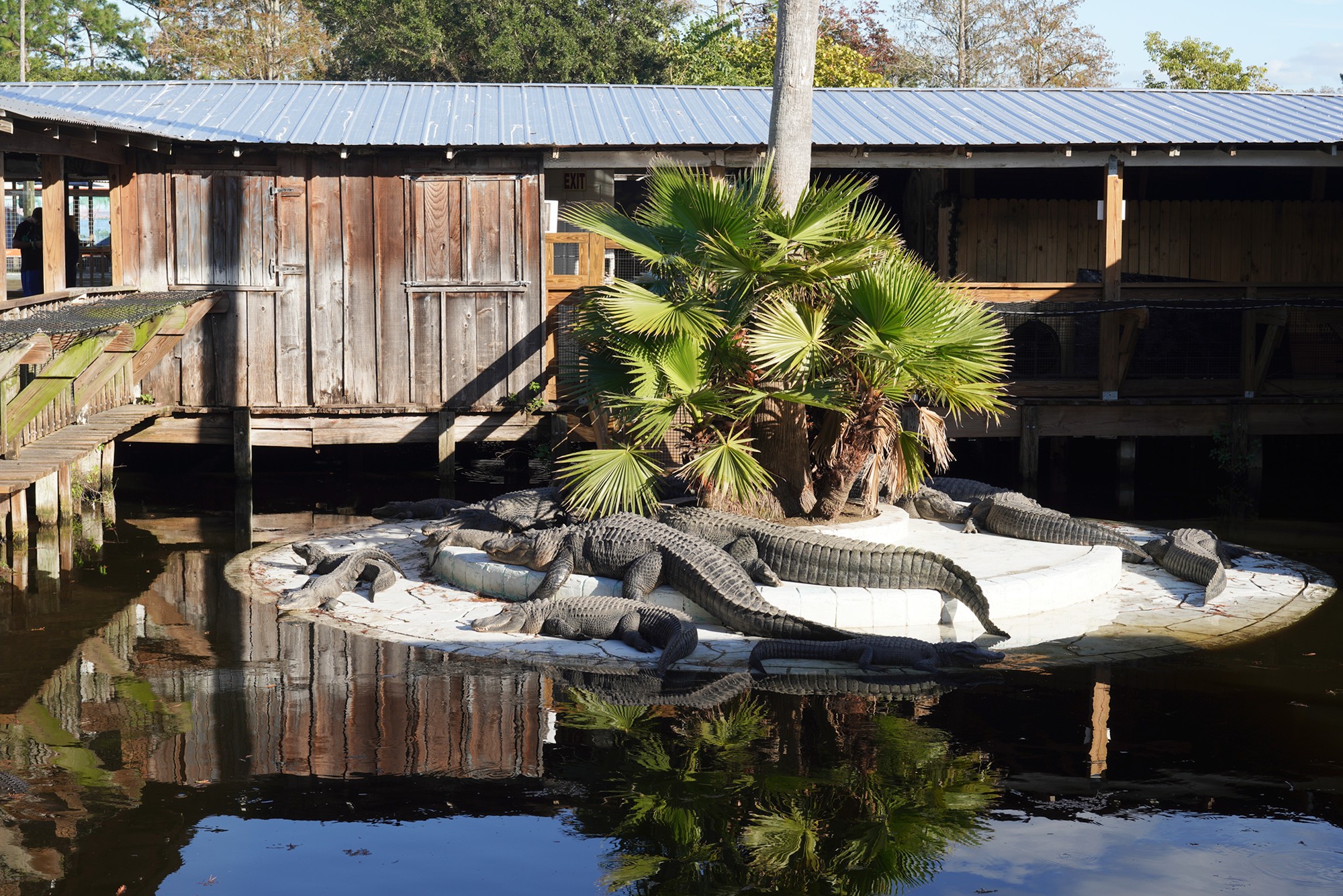 Gatorland (33)