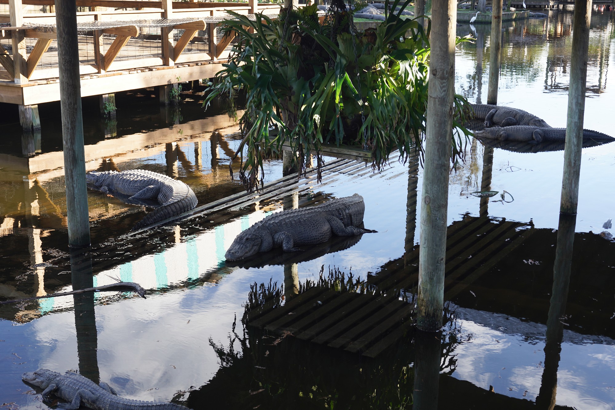 Gatorland (34)
