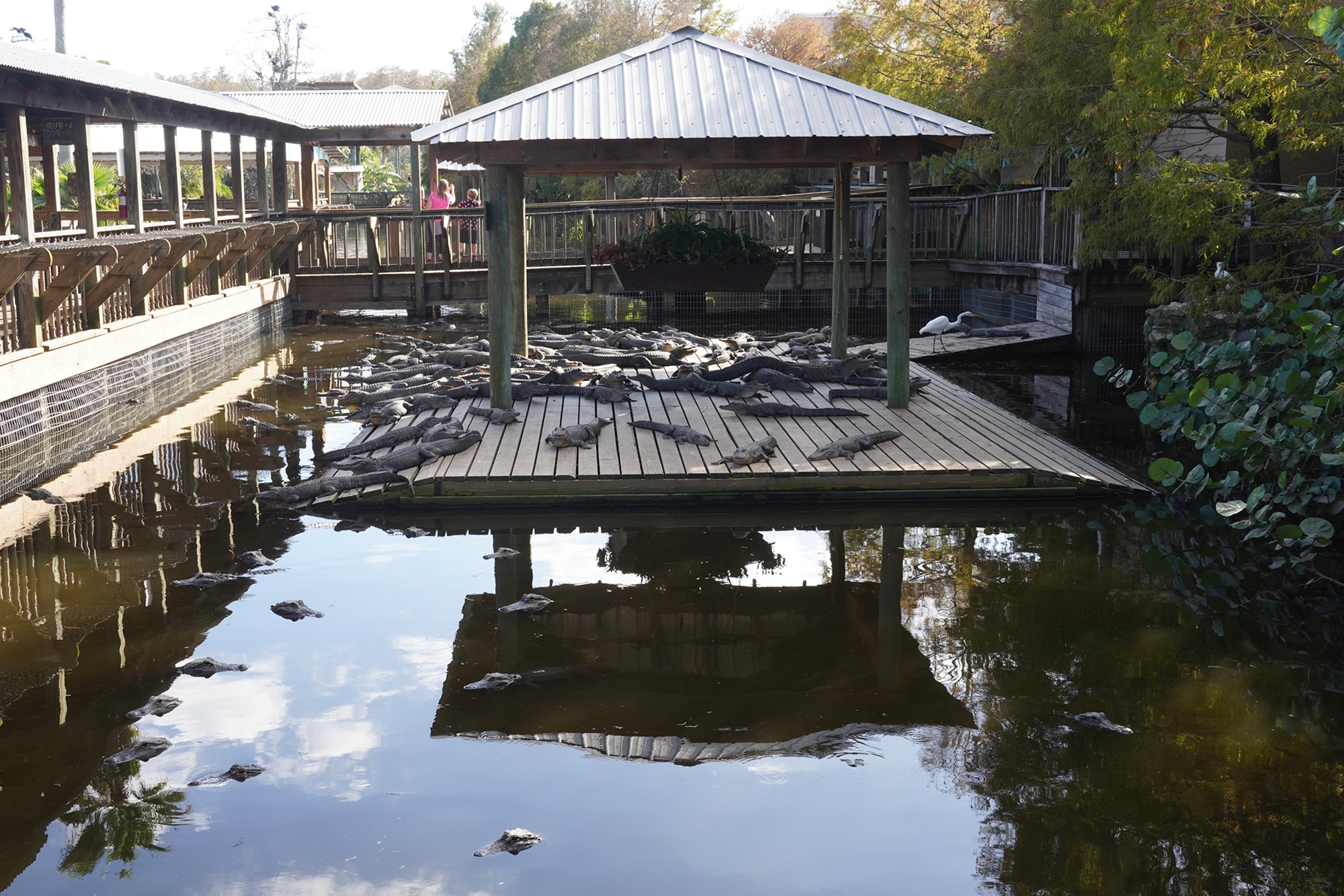 Gatorland (5)