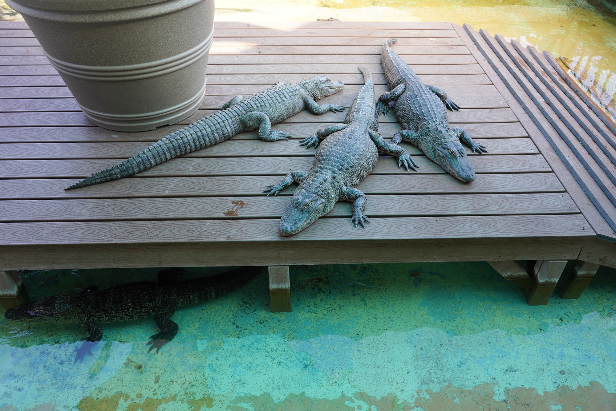 Gatorland (6)