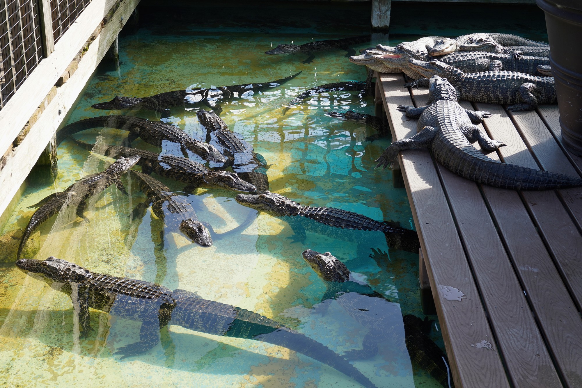 Gatorland (7)