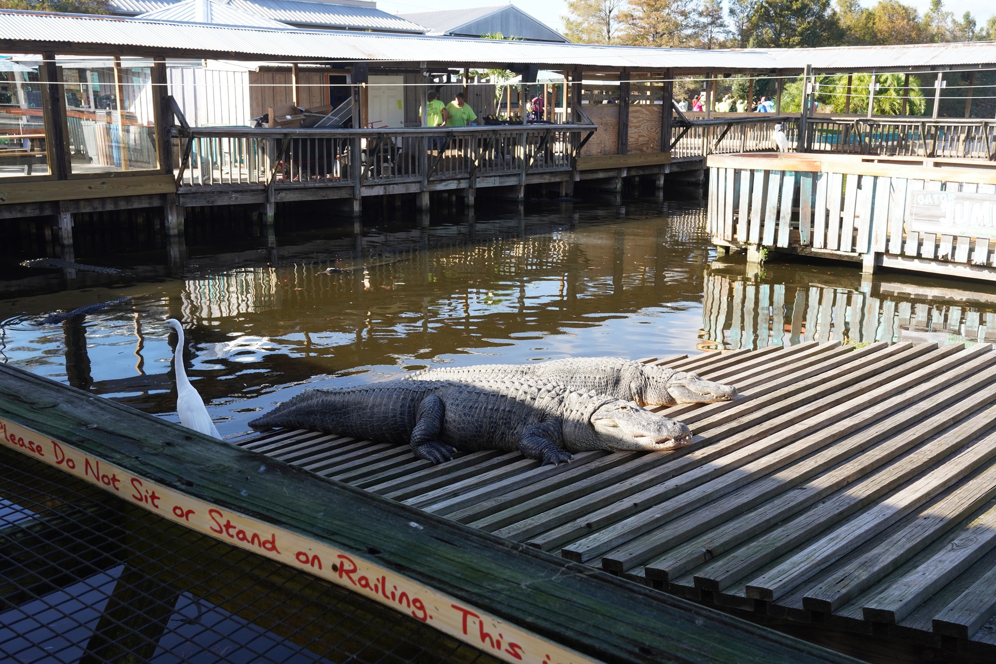 Gatorland (9)