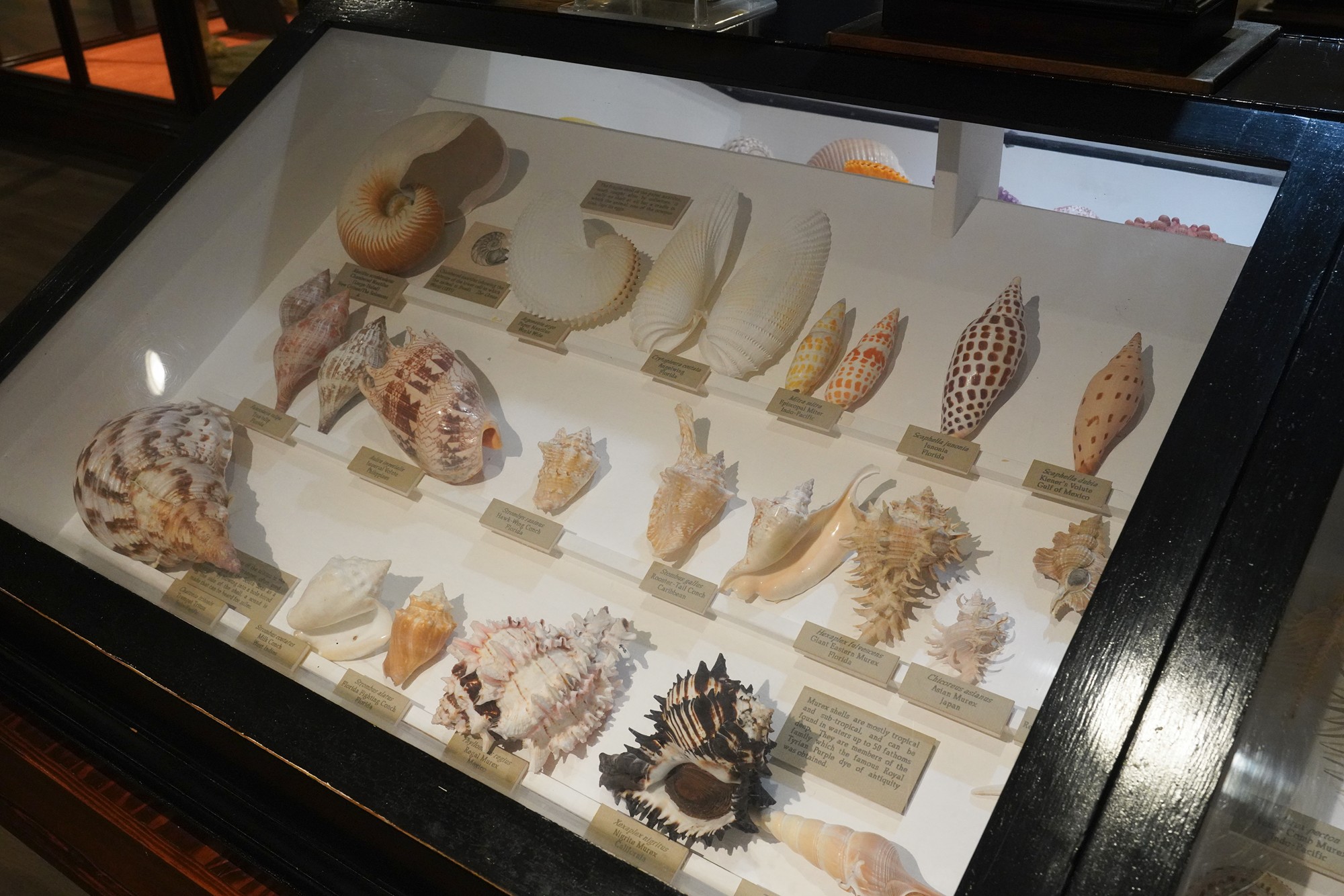 Lightner Museum (24)