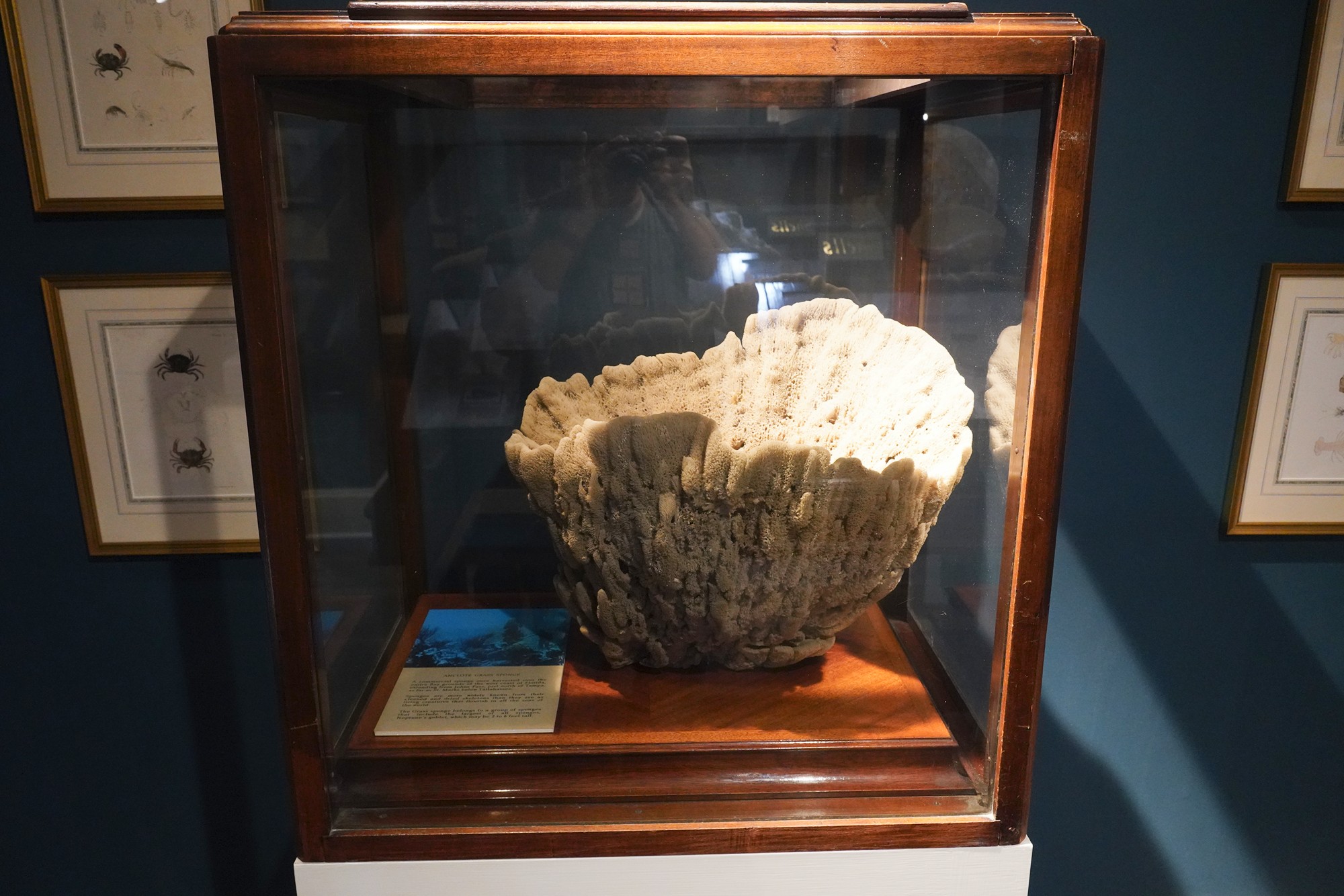 Lightner Museum (25)
