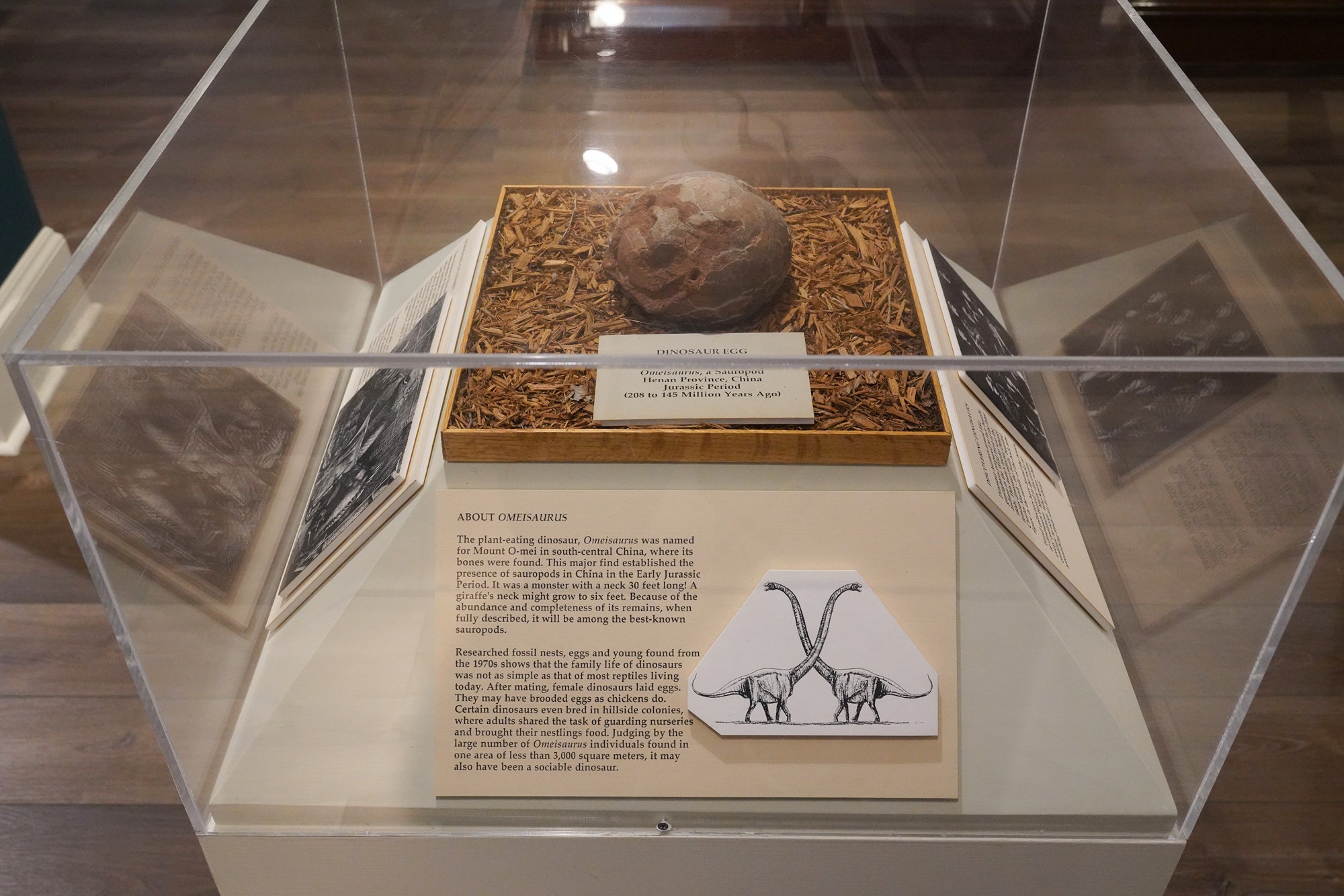 Lightner Museum (29)