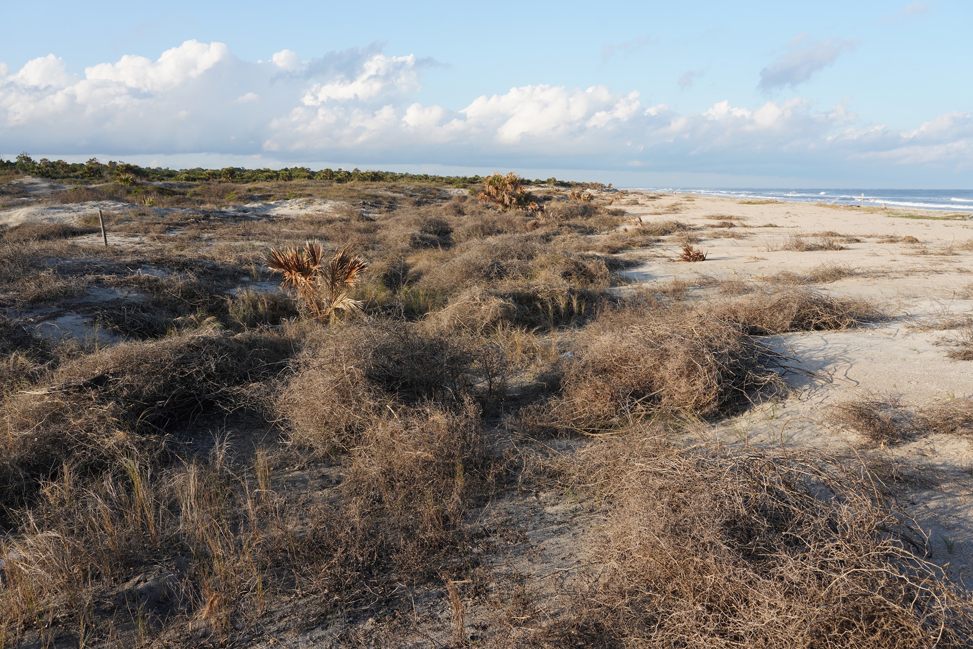 Little Talbot Island State Park (19)