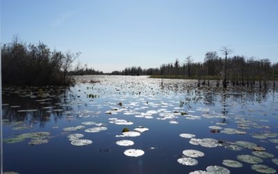 Okefenokee, Folkston, Georgia, USA