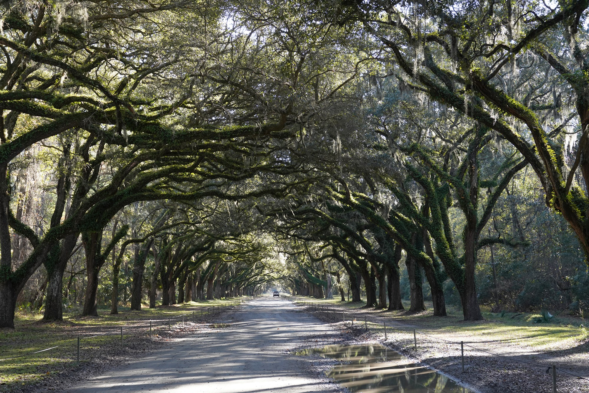 Wormsloe Historic Site (3)