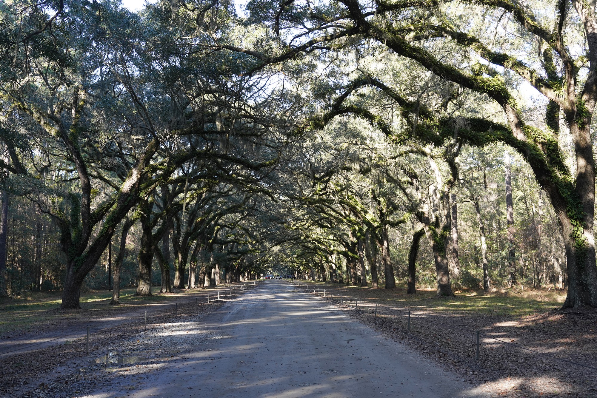 Wormsloe Historic Site (4)