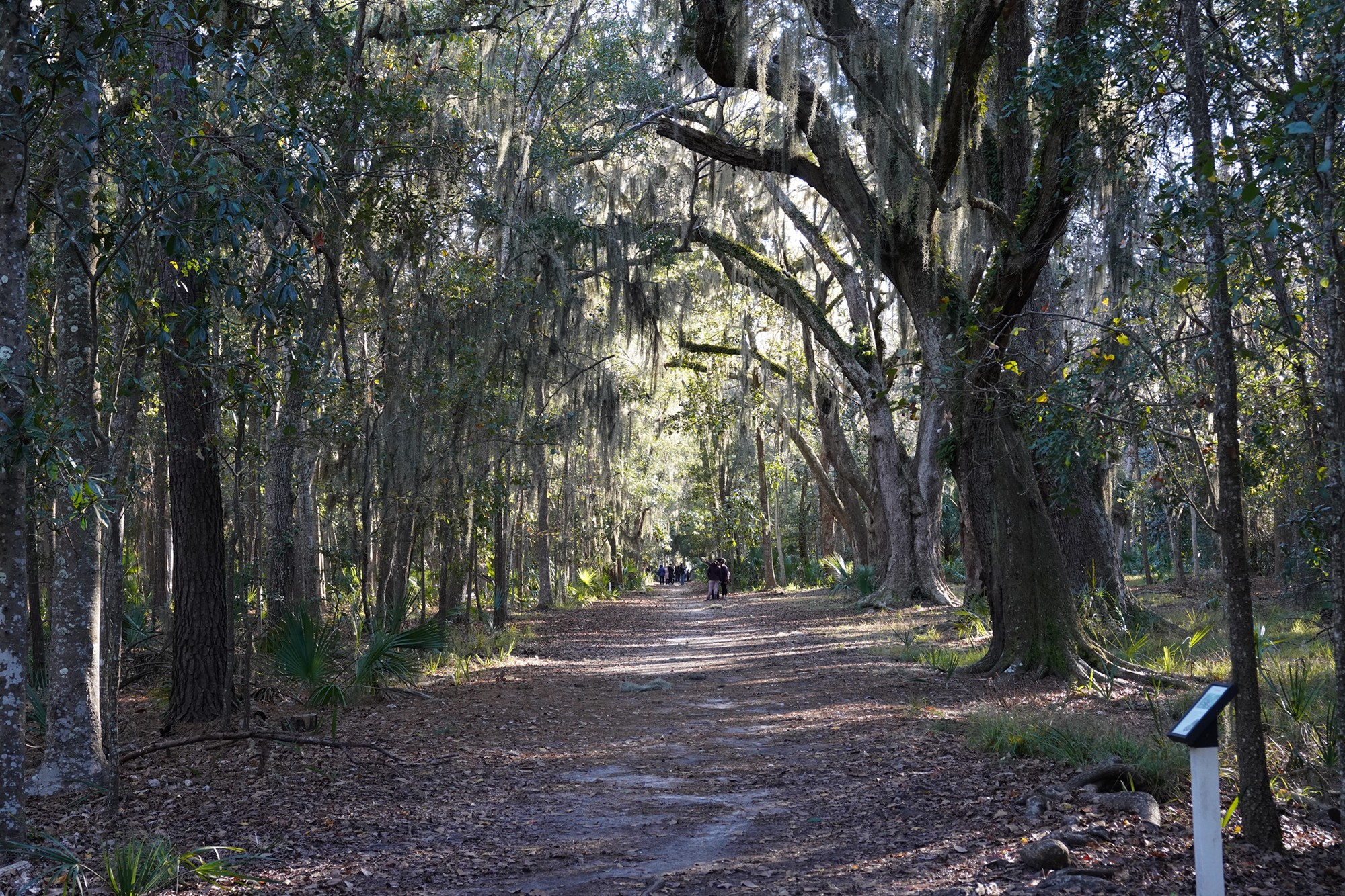 Wormsloe Historic Site (5)