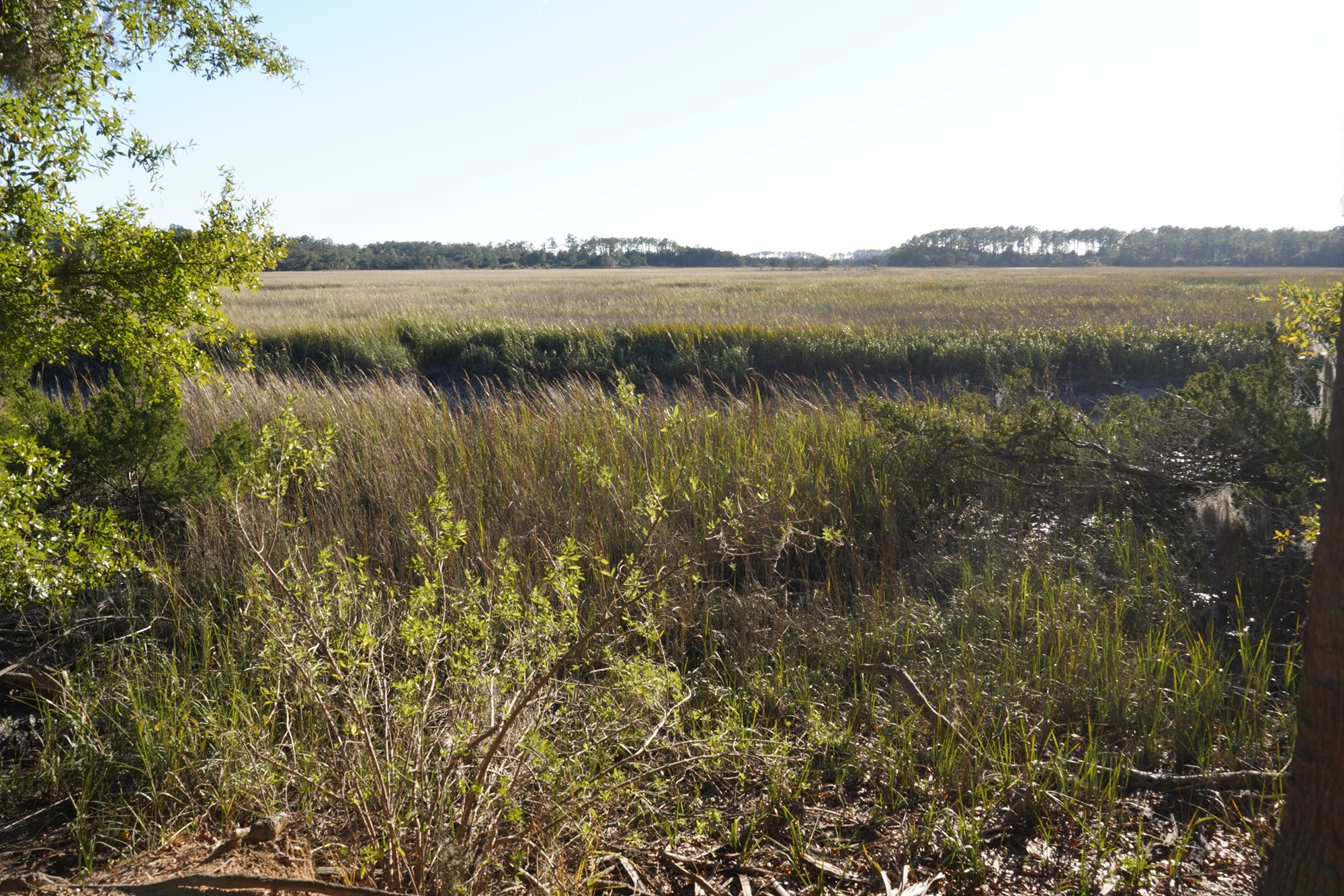 Wormsloe Historic Site (8)