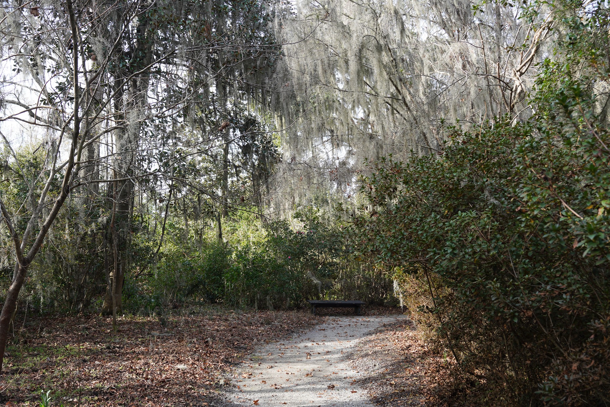 Magnolia Plantation (12)