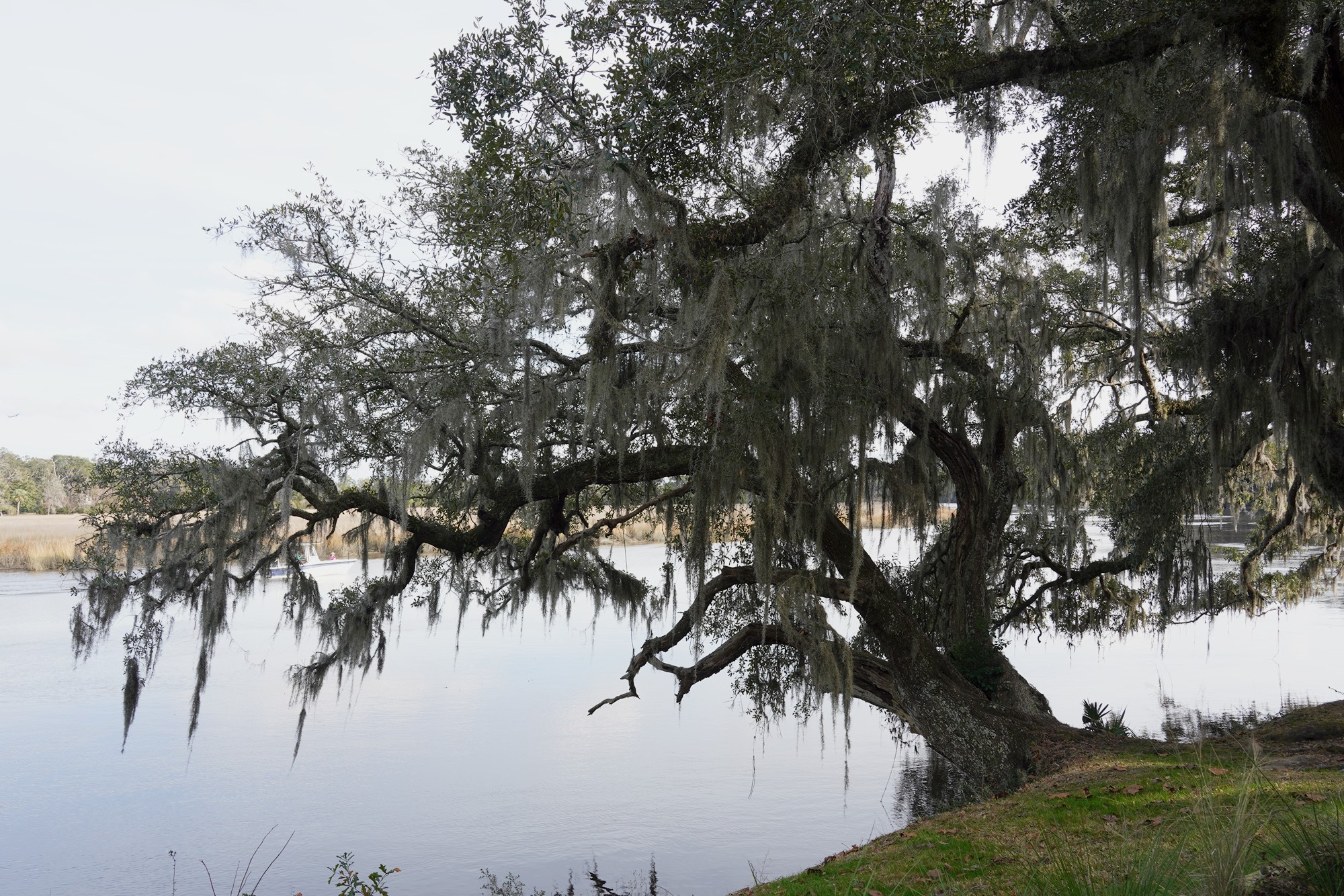 Magnolia Plantation (20)