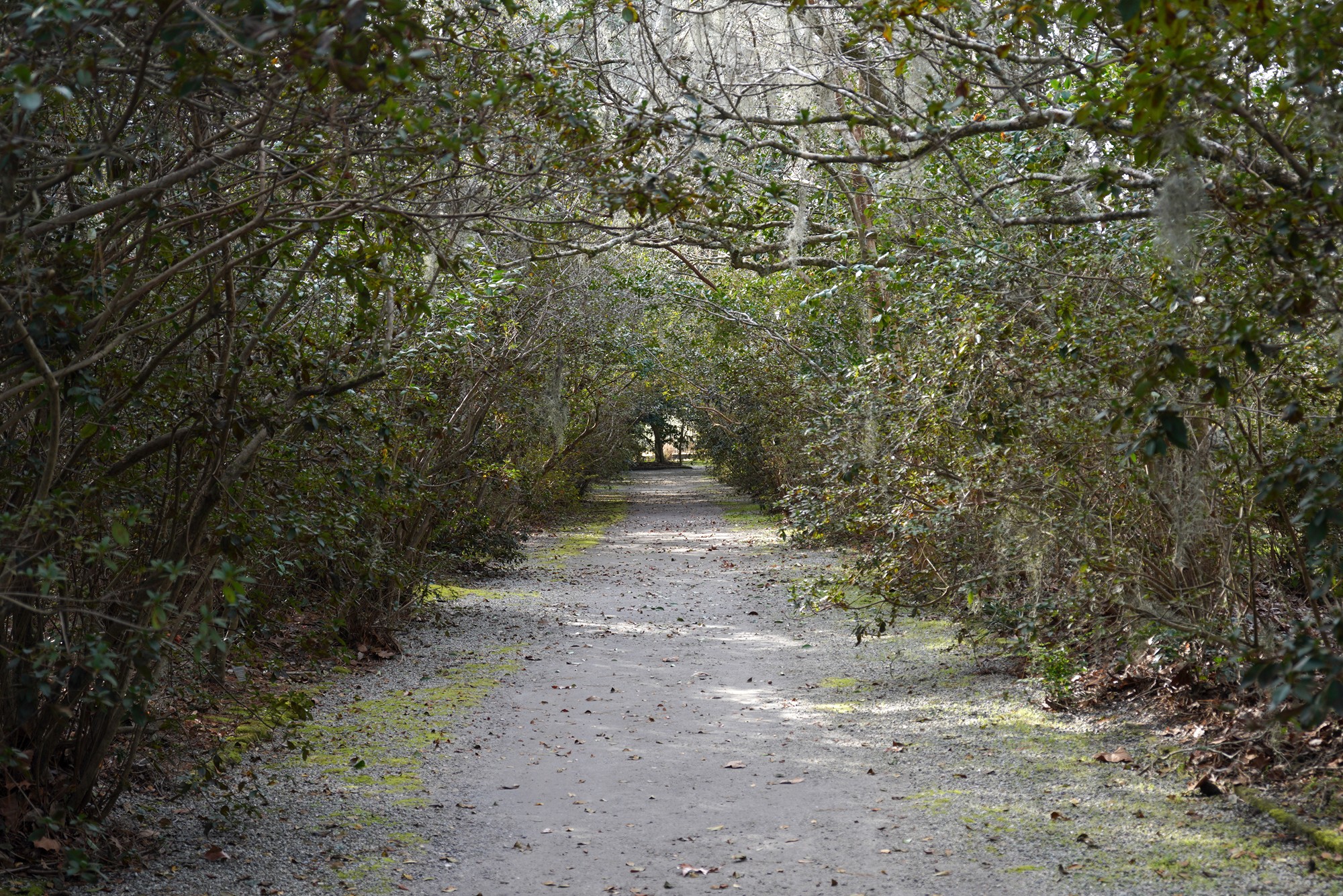 Magnolia Plantation (21)