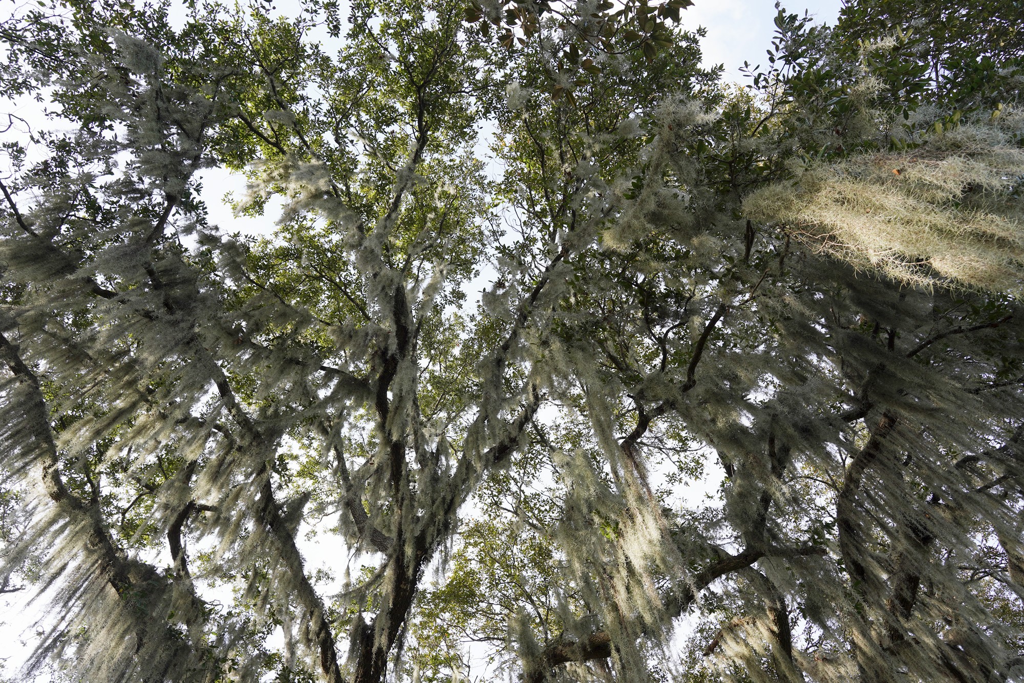 Magnolia Plantation (24)