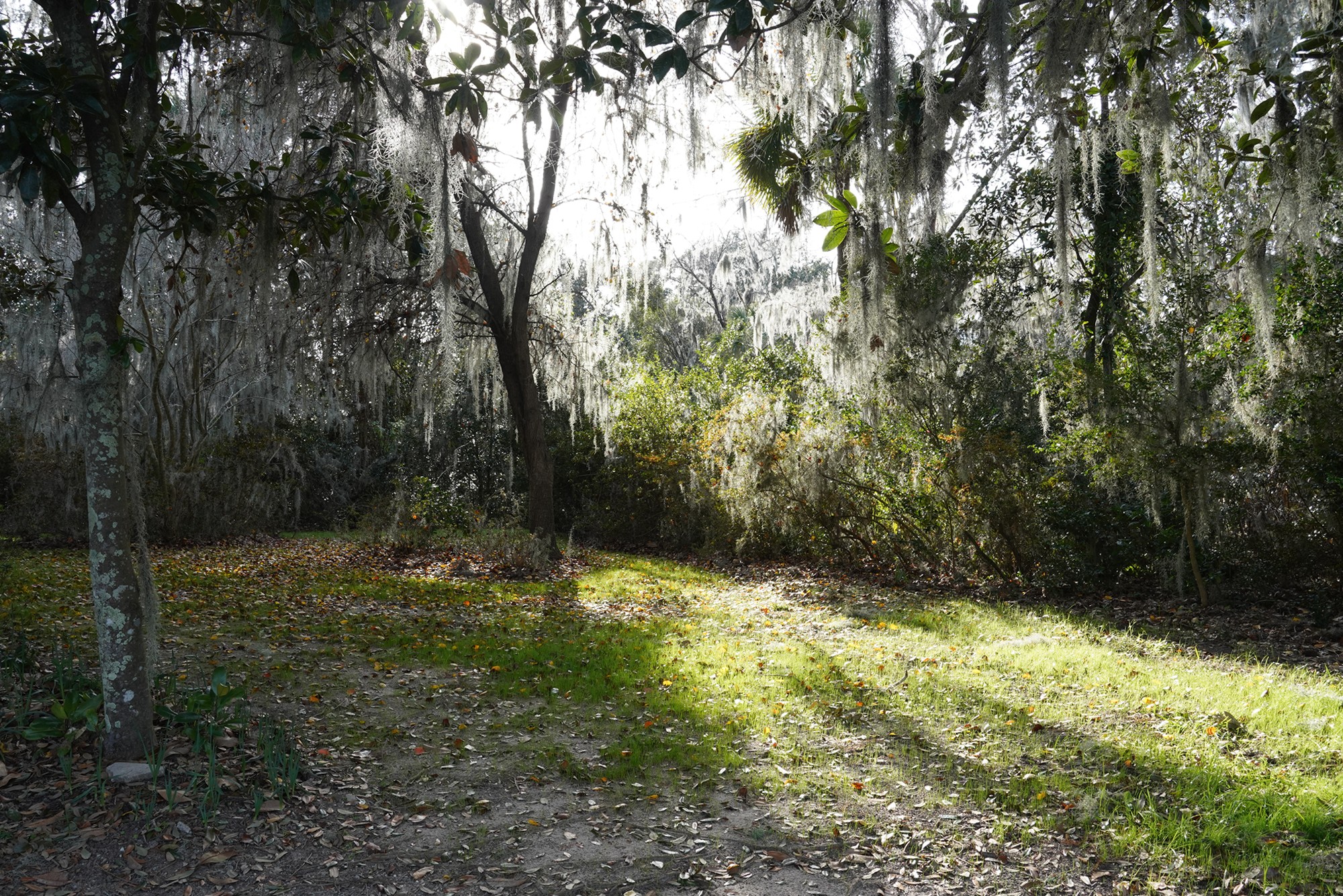 Magnolia Plantation (25)