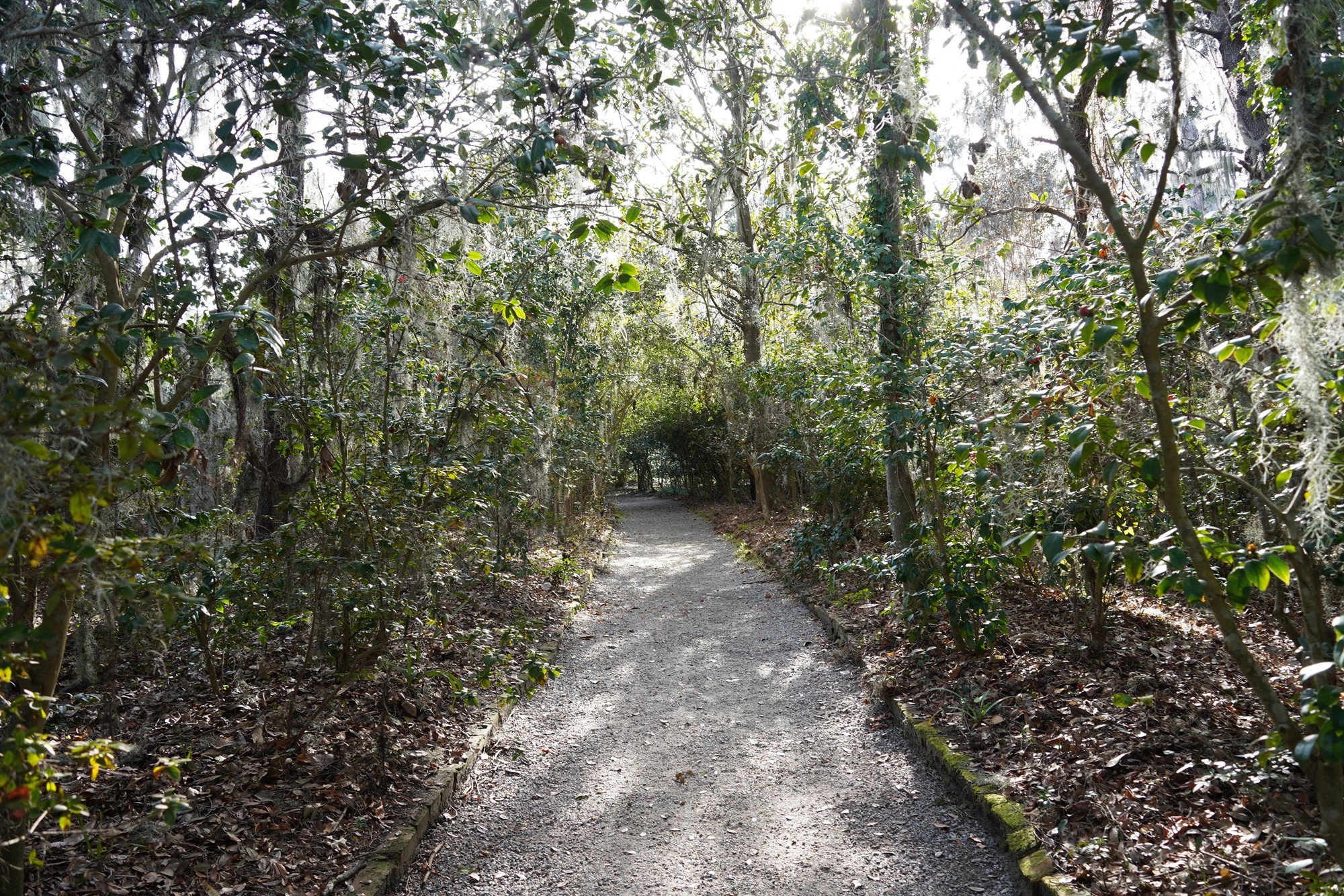 Magnolia Plantation (27)