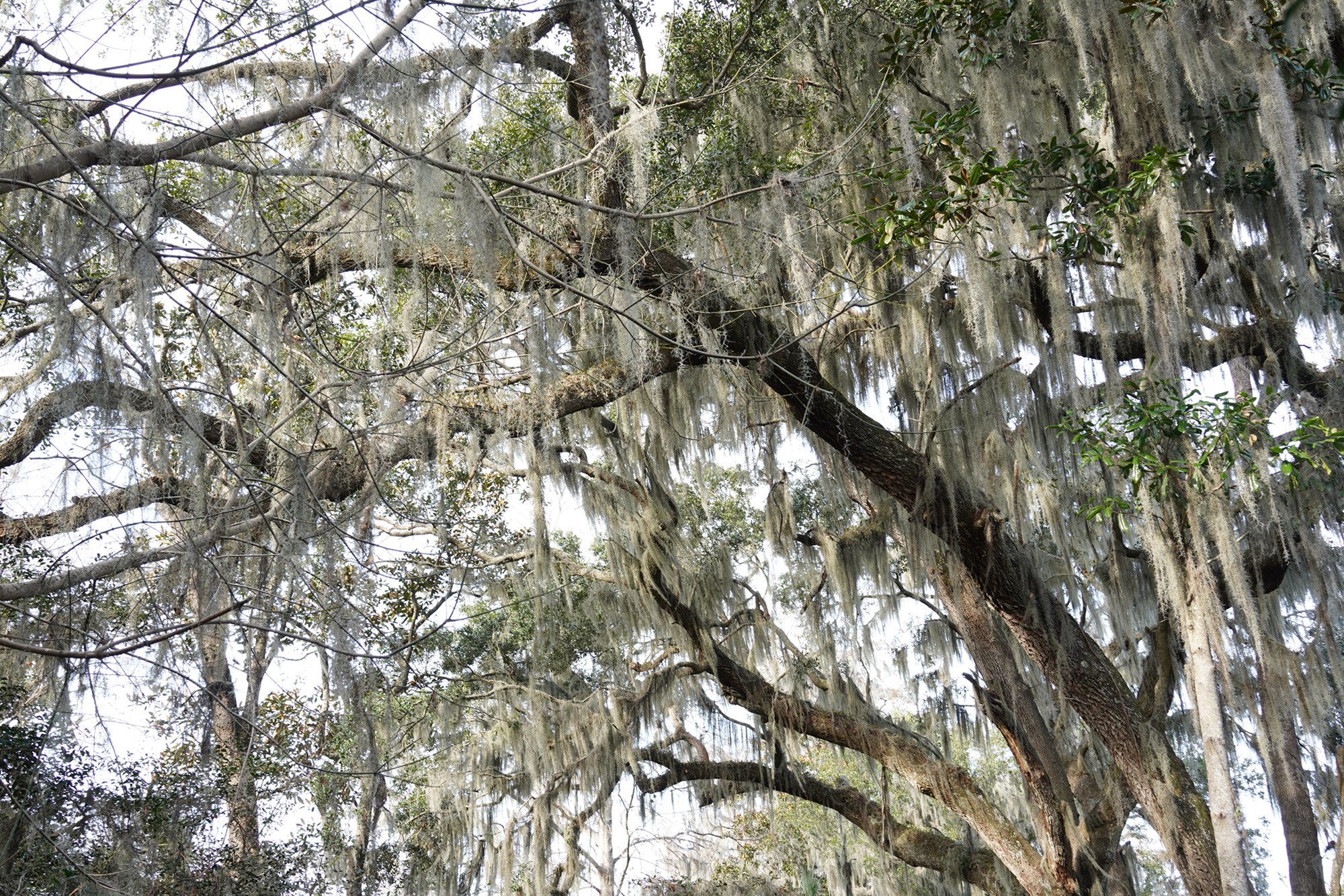 Magnolia Plantation (28)