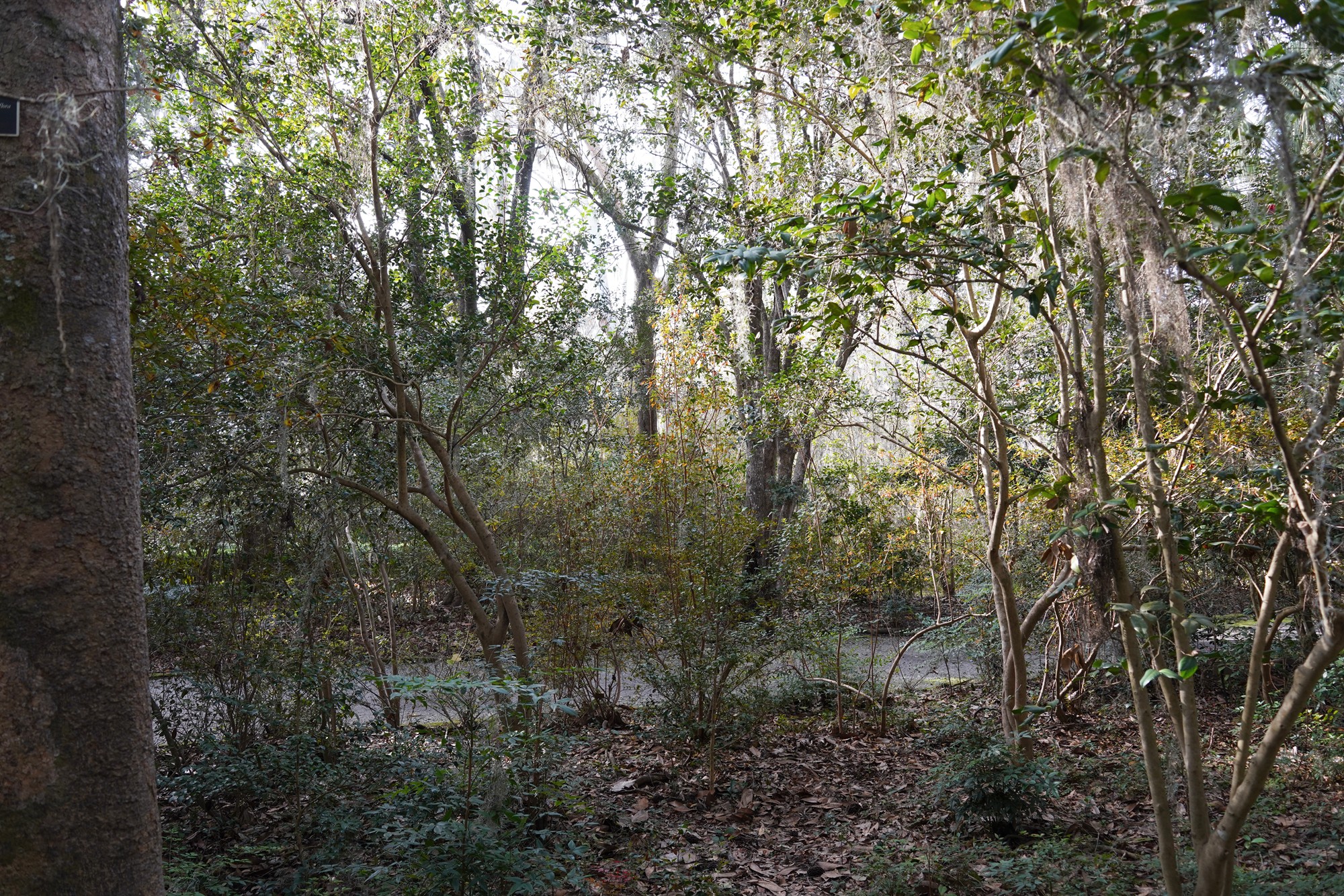 Magnolia Plantation (29)