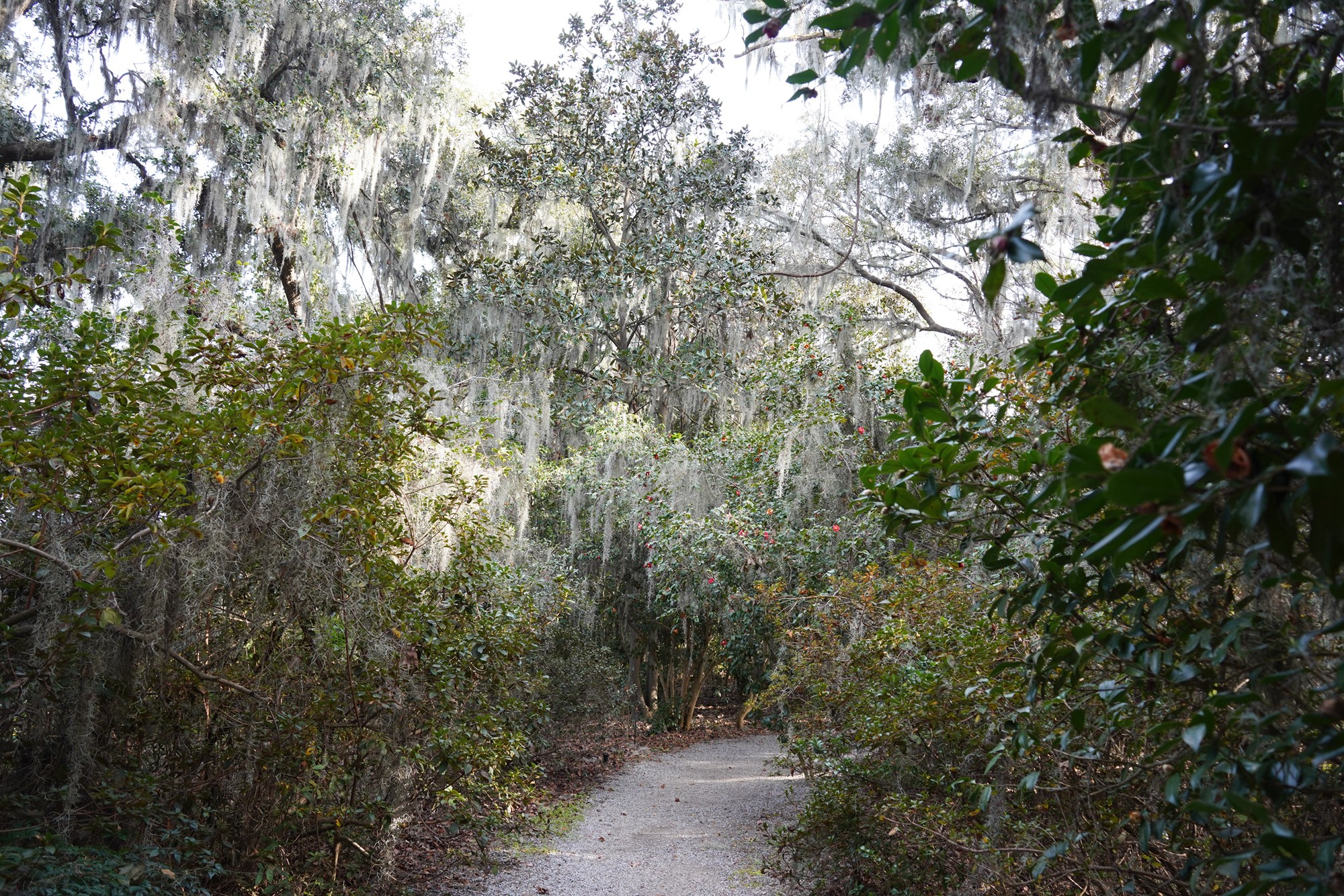 Magnolia Plantation (30)