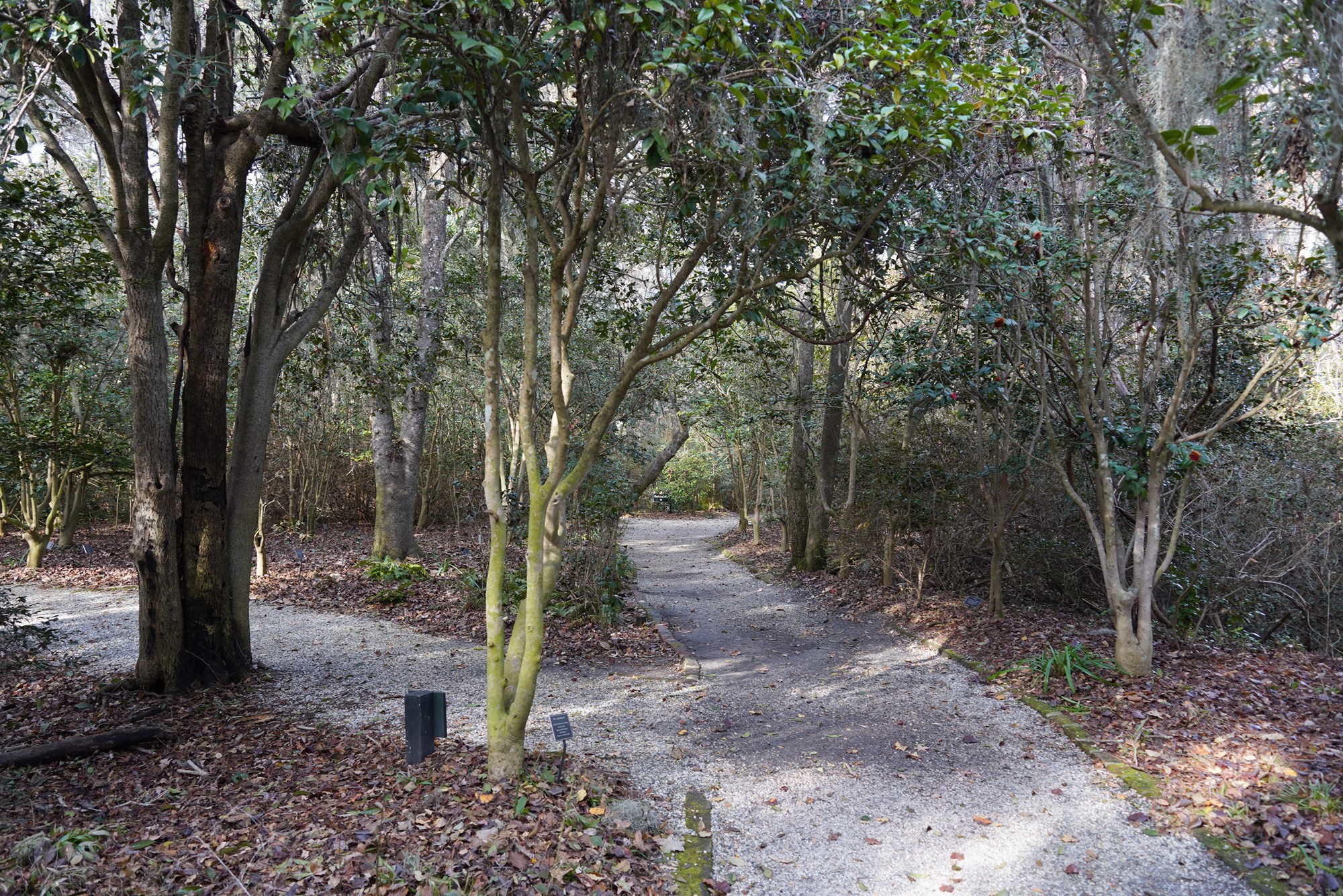 Magnolia Plantation (33)