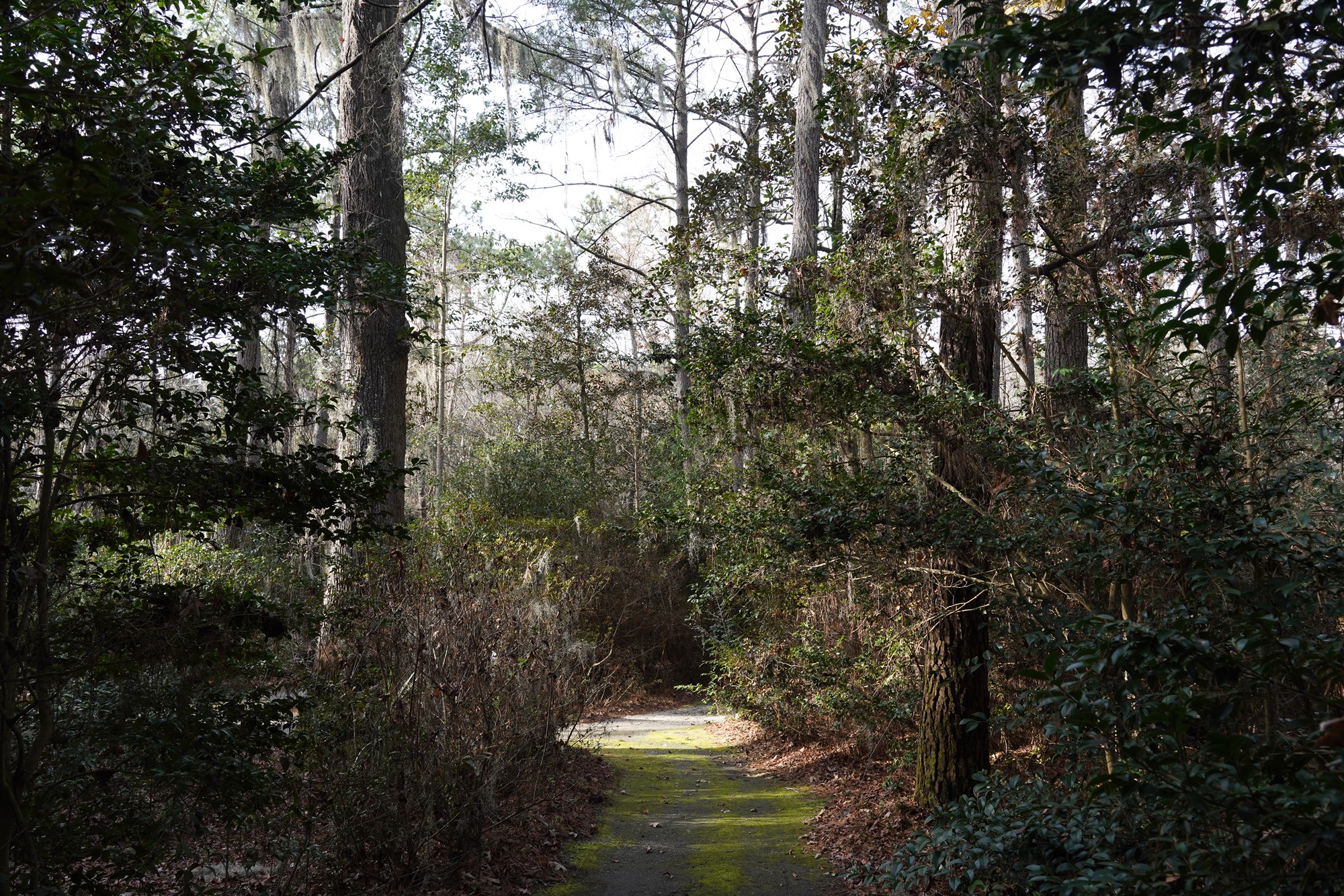 Magnolia Plantation (34)