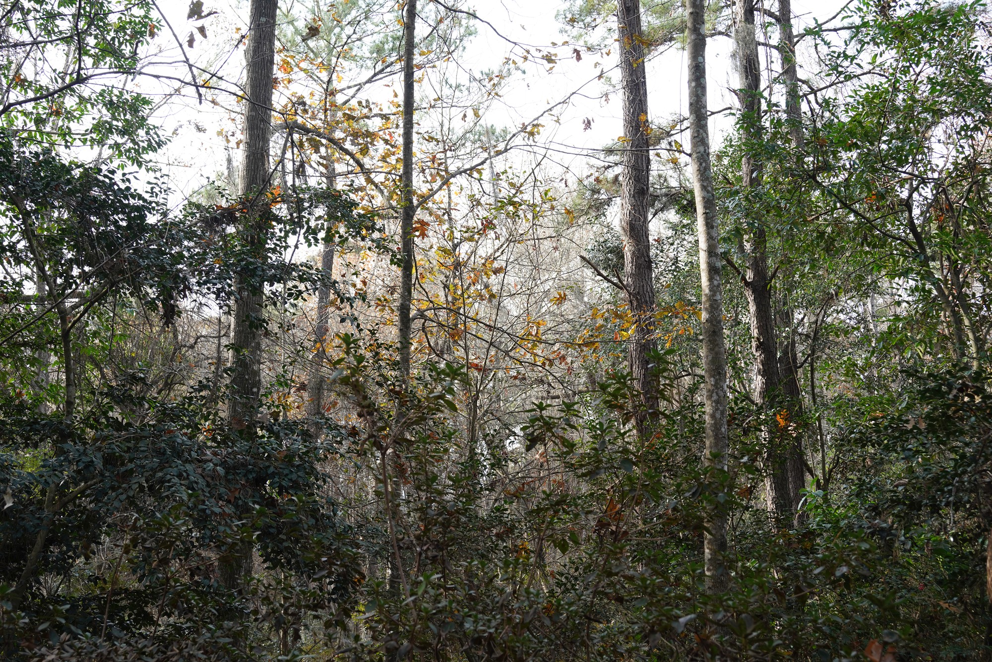 Magnolia Plantation (35)