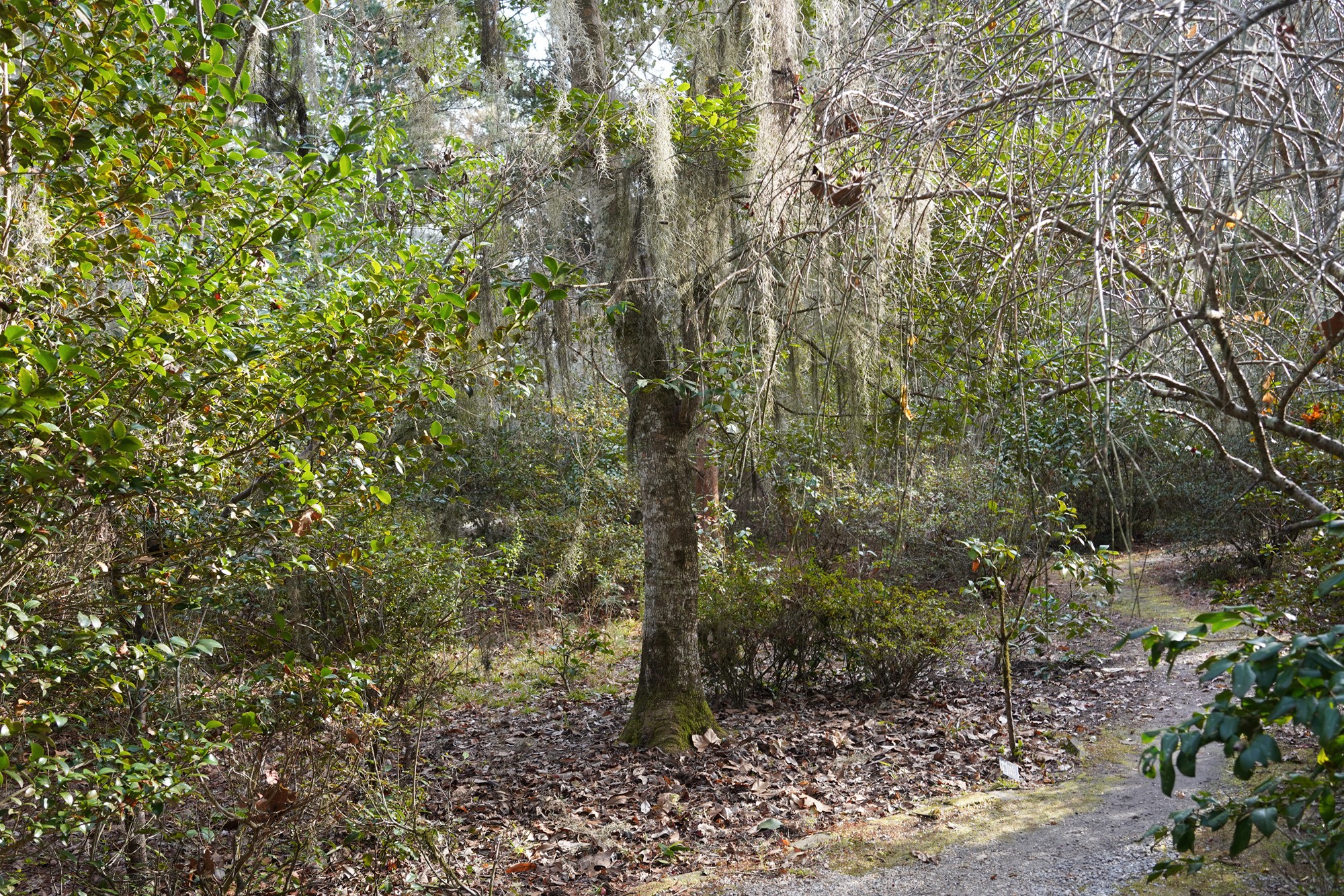 Magnolia Plantation (36)