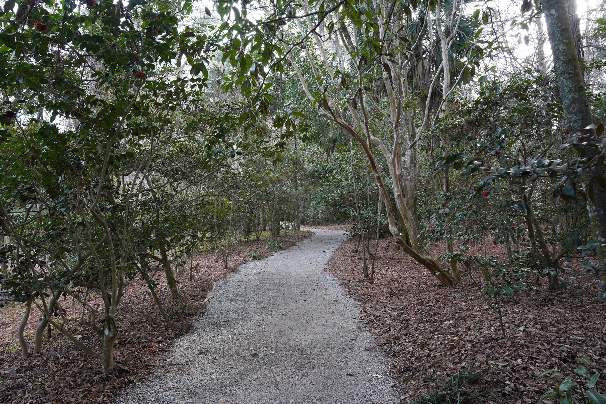 Magnolia Plantation (39)