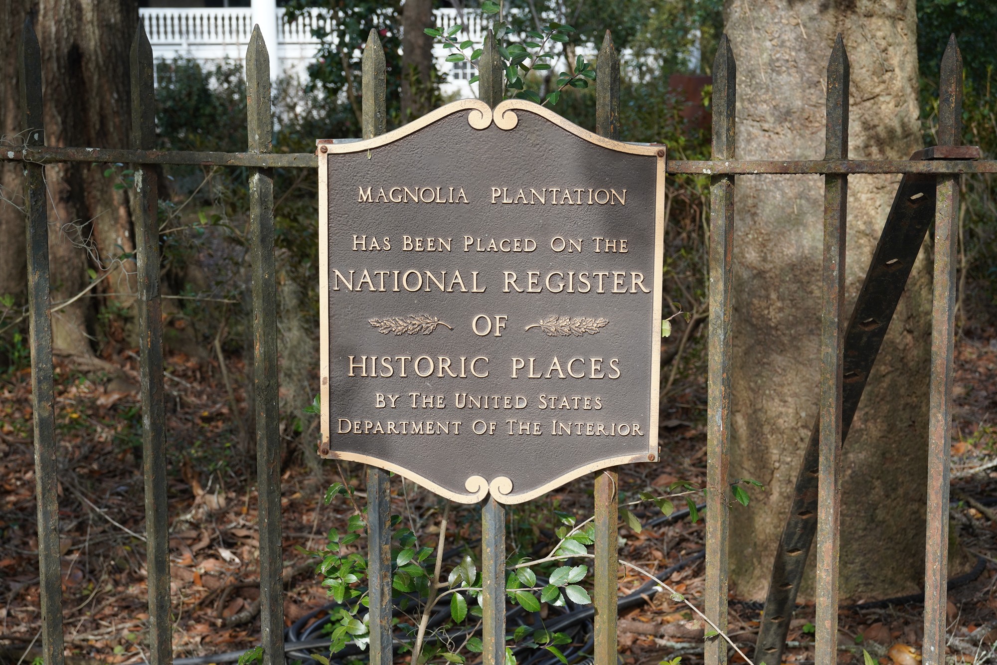 Magnolia Plantation (4)