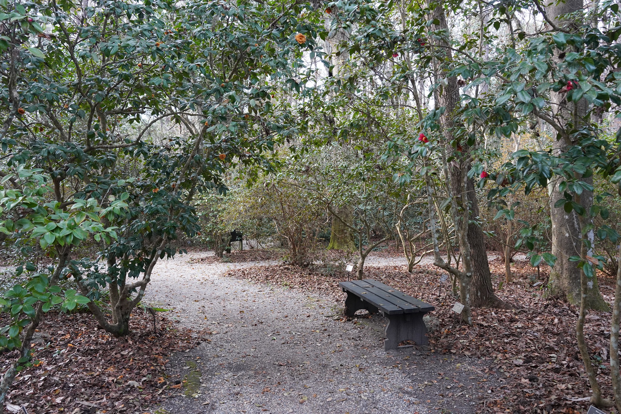 Magnolia Plantation (40)