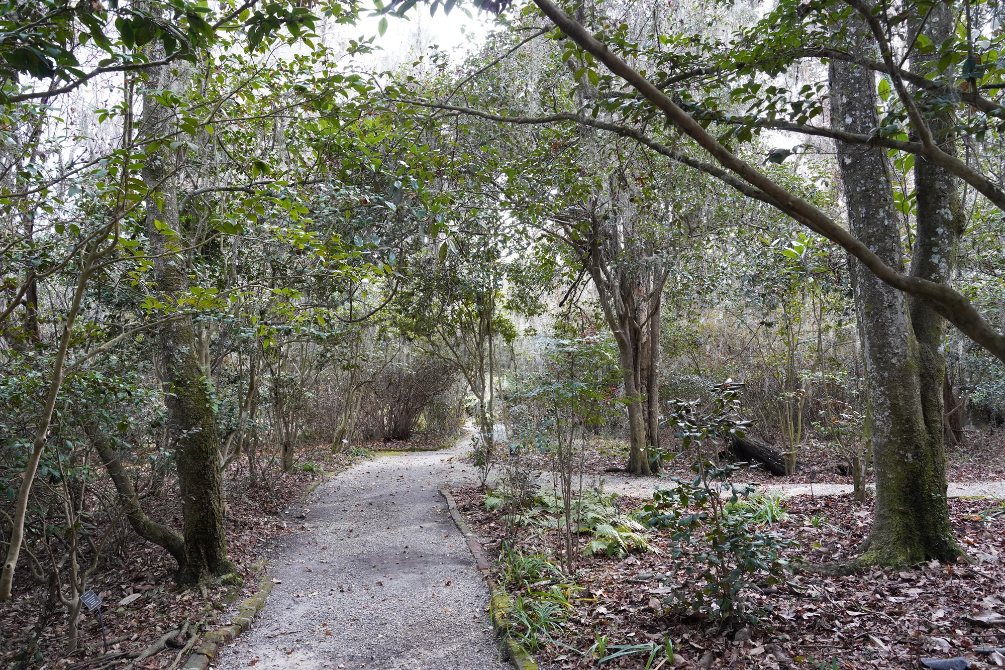 Magnolia Plantation (41)