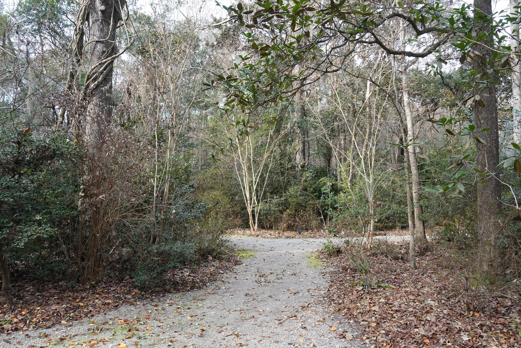 Magnolia Plantation (42)