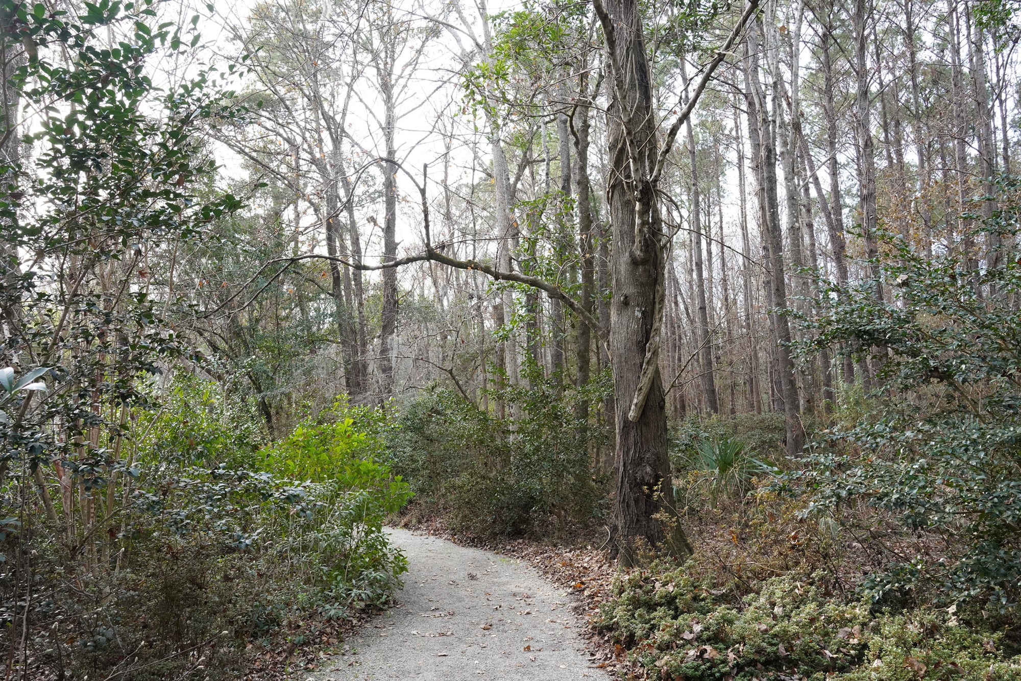 Magnolia Plantation (43)