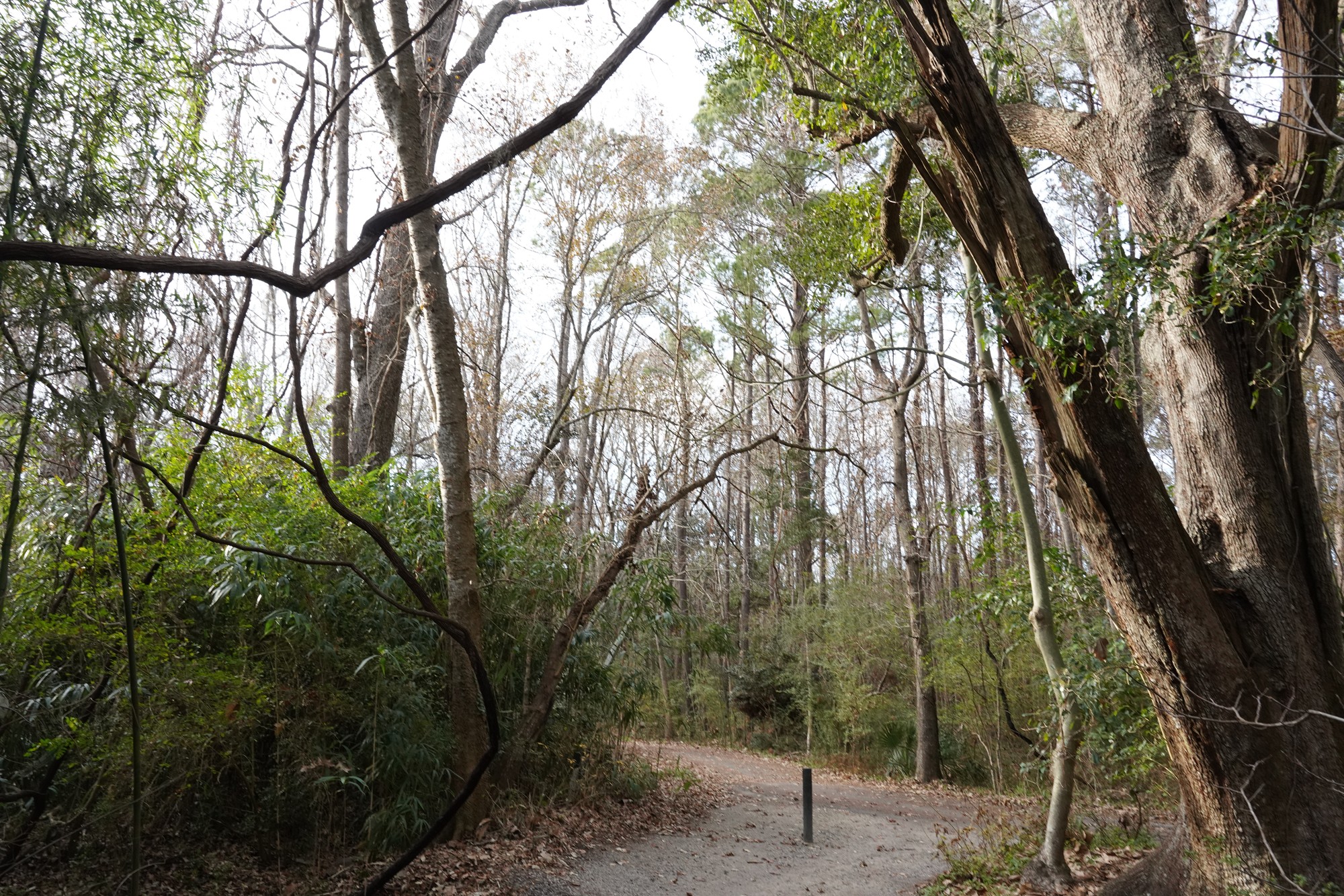 Magnolia Plantation (44)