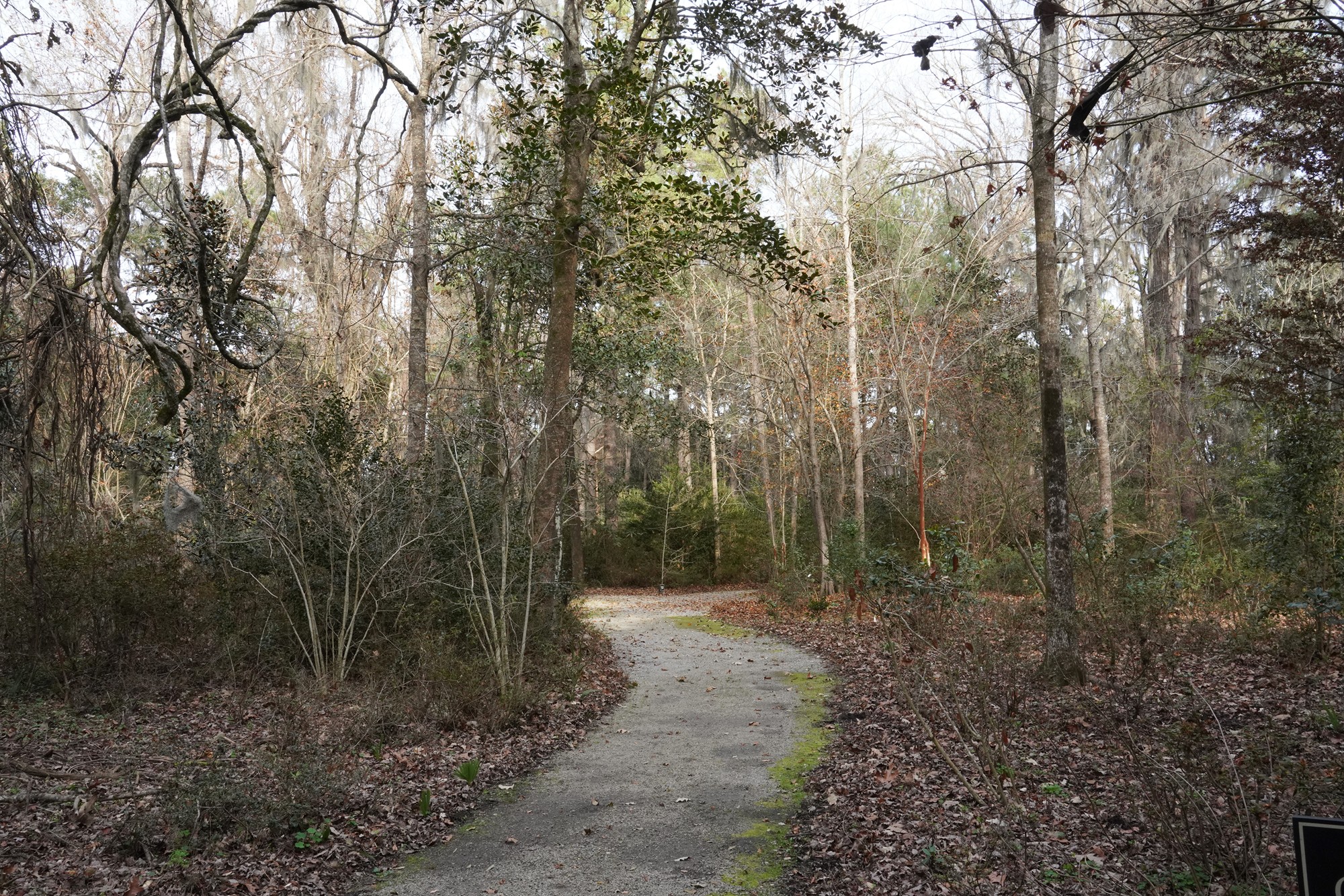 Magnolia Plantation (45)