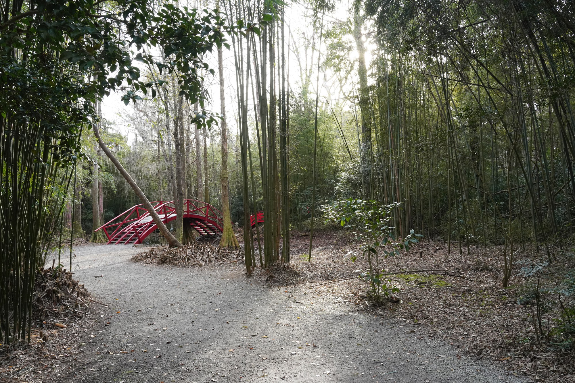 Magnolia Plantation (46)